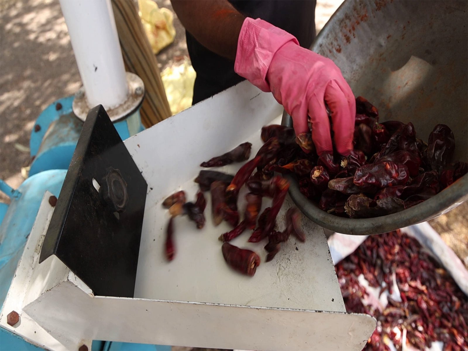 Farmers in Rajkot adopt scientific nursery techniques for chilli cultivation under government-supported schemes (Photo/ANI) 