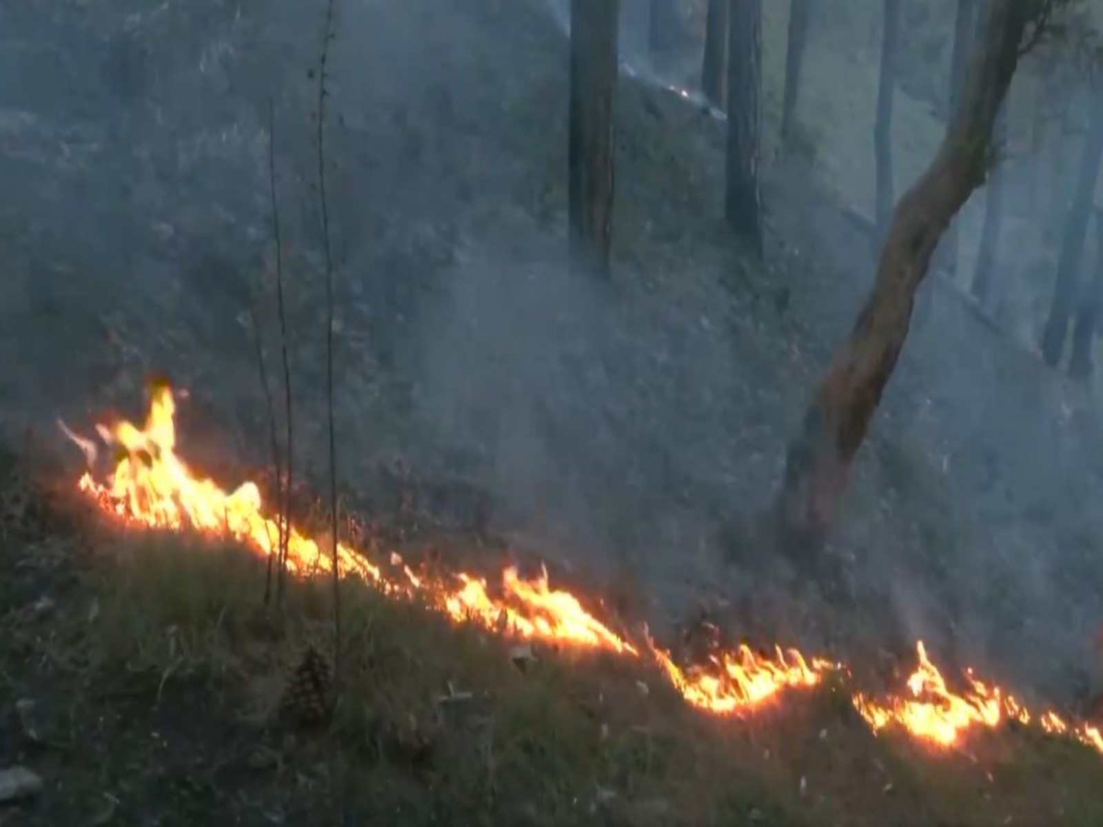 Visual from forest fire in Shimla (Photo/ANI)  