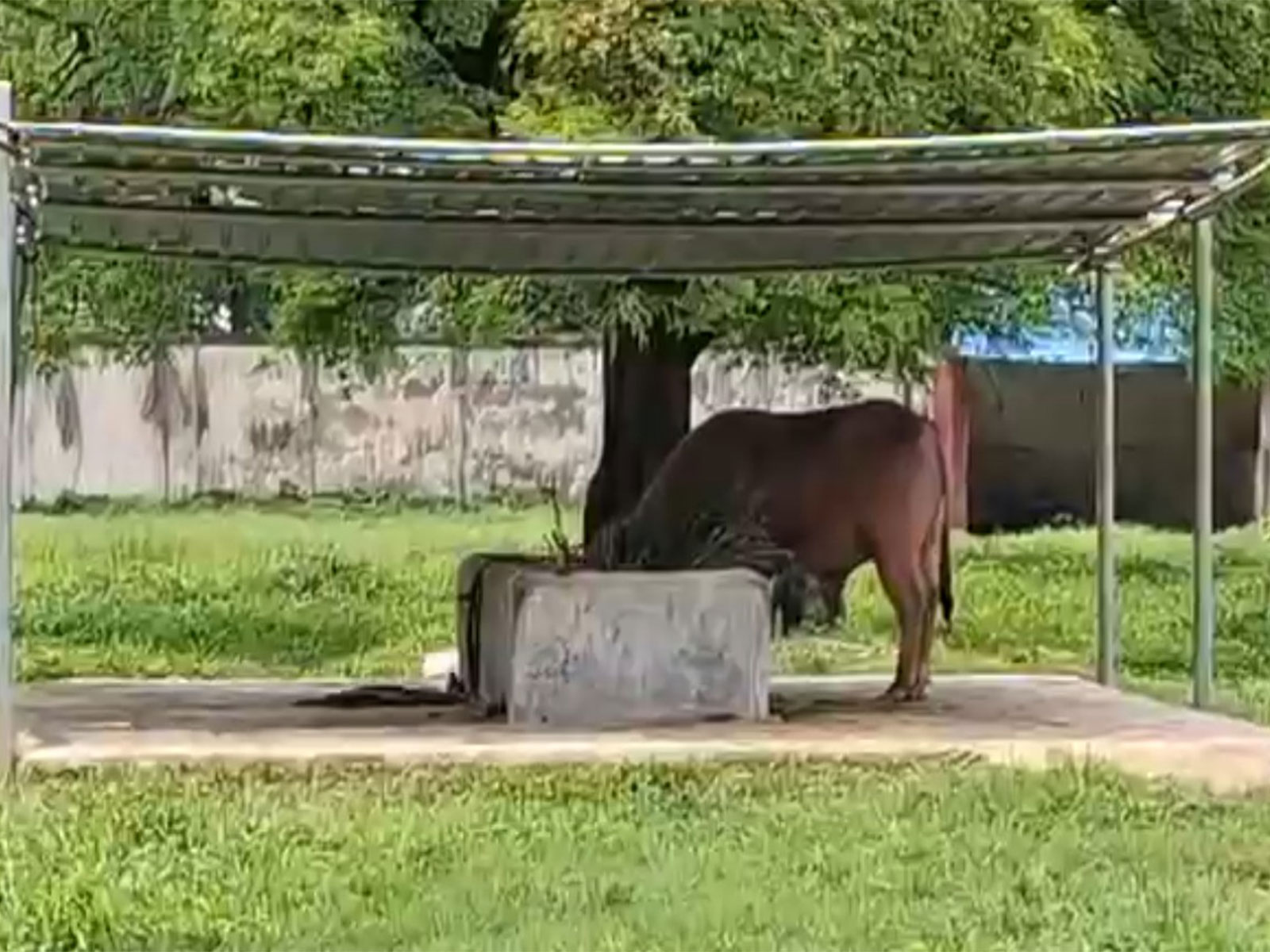 Visitors flock to Dhaka Zoo to see Bangladesh's viral sensation 'Trump' buffalo (Photo/ANI)
