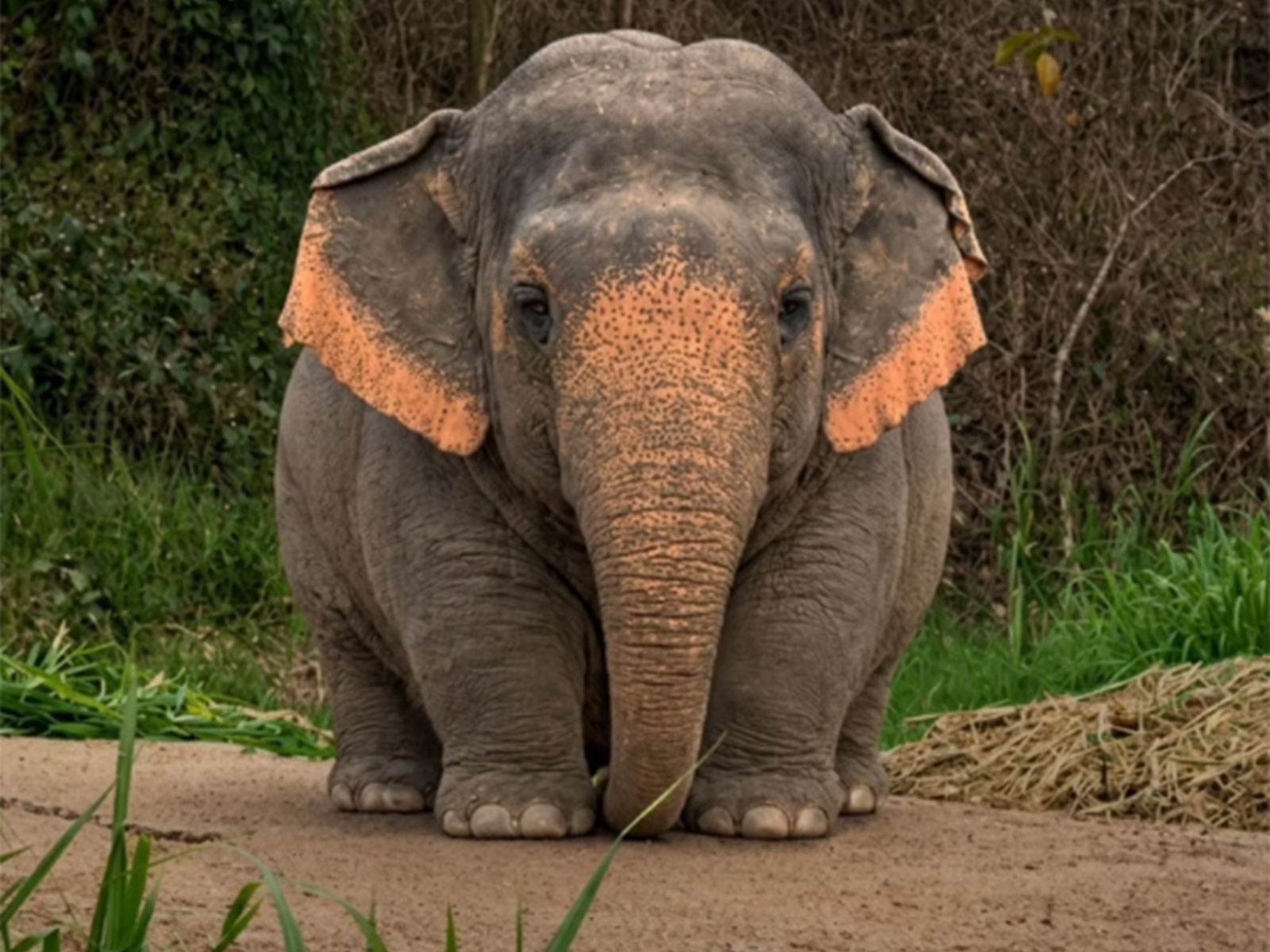 'Borneo Pygmy elephant' meme (Photo/Instagram/@delhi.police_official)