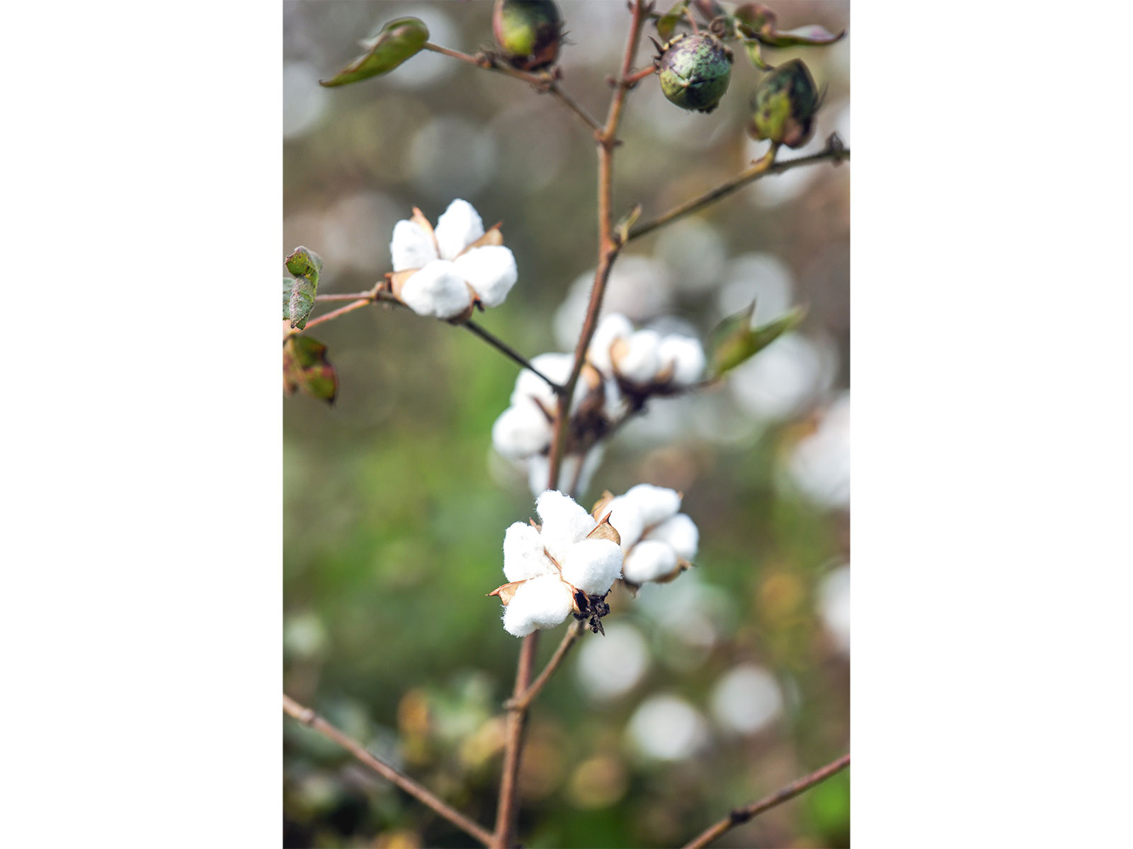 A cotton plant at a field near Kuhi Taluka, in Nagpur (Photo/ANI)