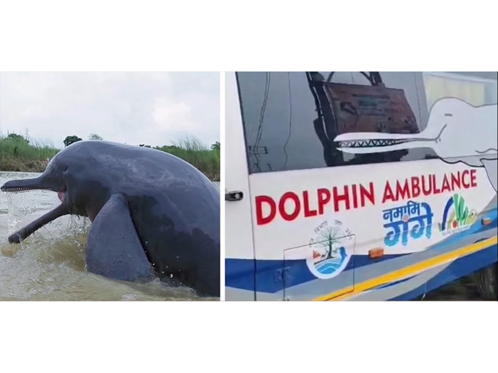 Dolphin rescued under Namami Gange Abhiyan in UP (Photo/YouTube@Narendra Modi)