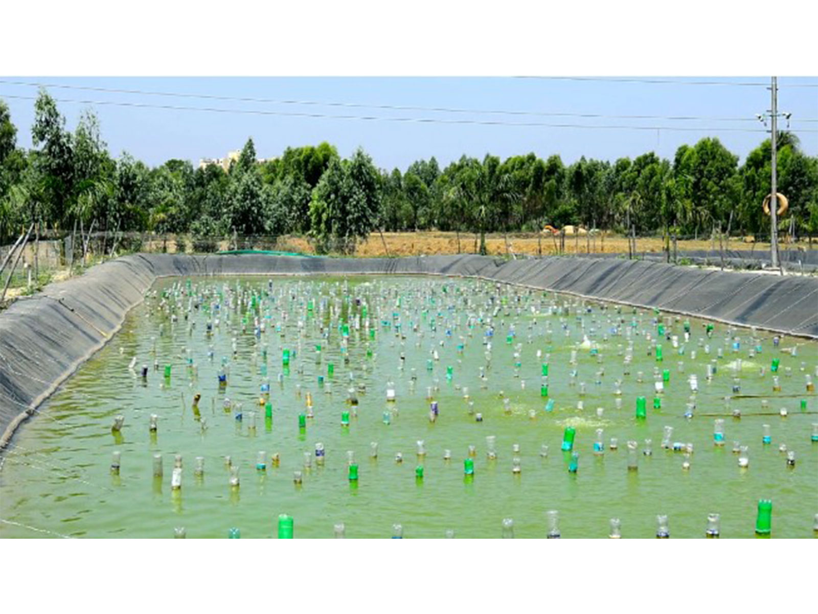 pearl cultivation in Moradabad (Photo/ANI)