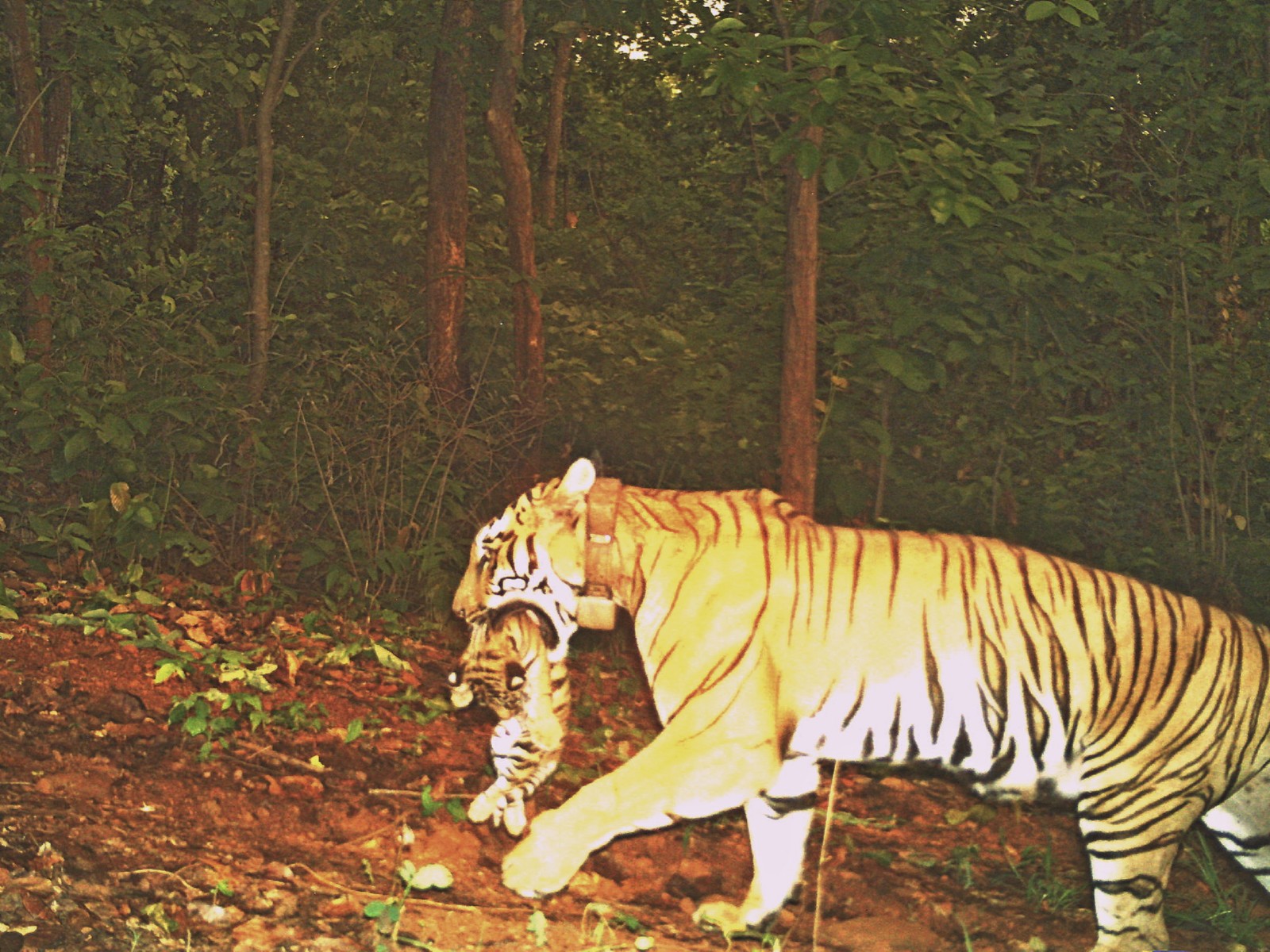 Tigress 'Jinath' with her cub in Similipal (Photo/X/@MohanMOdisha)