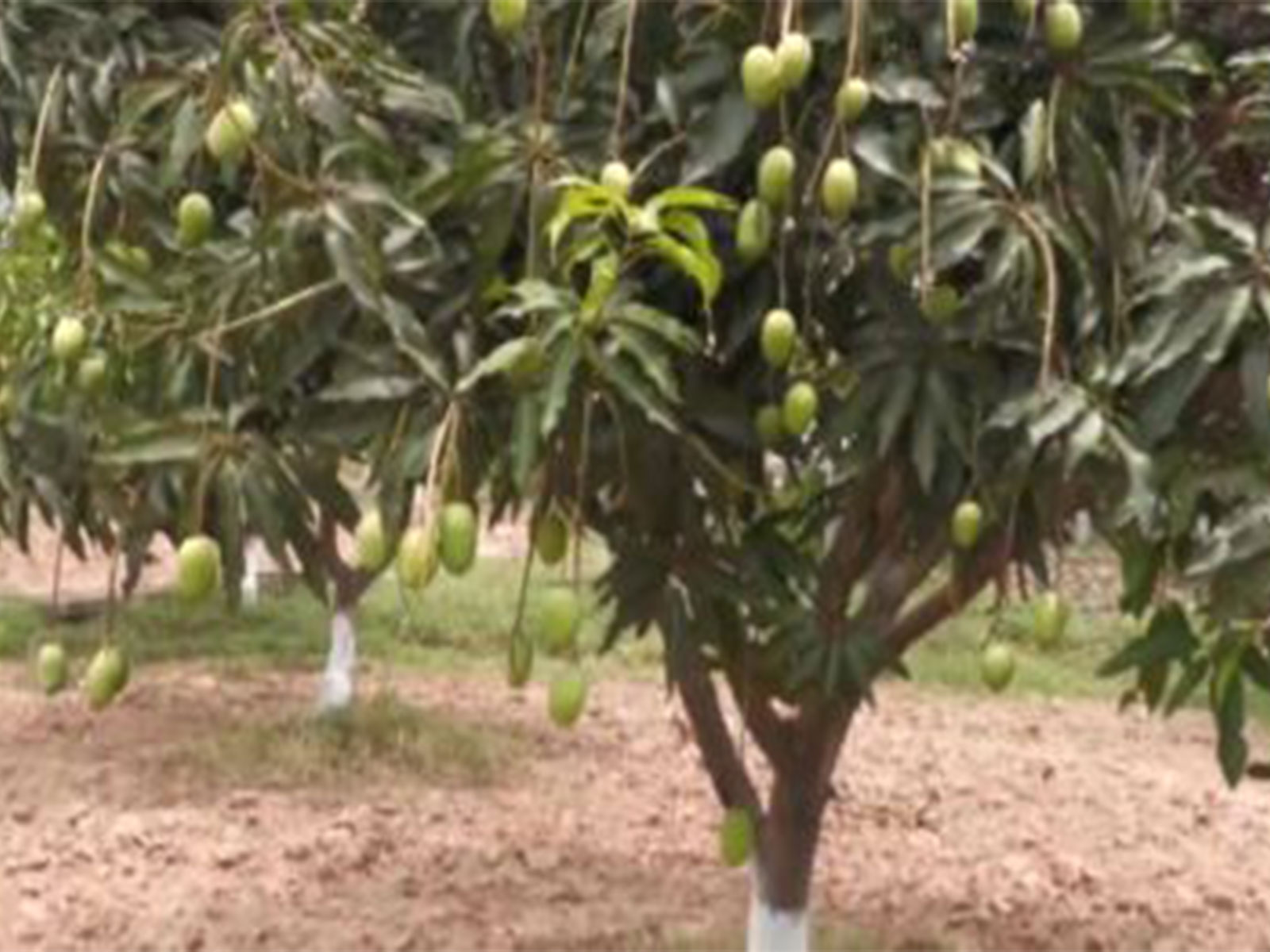 Dasheri mango tree (Photo/ANI)