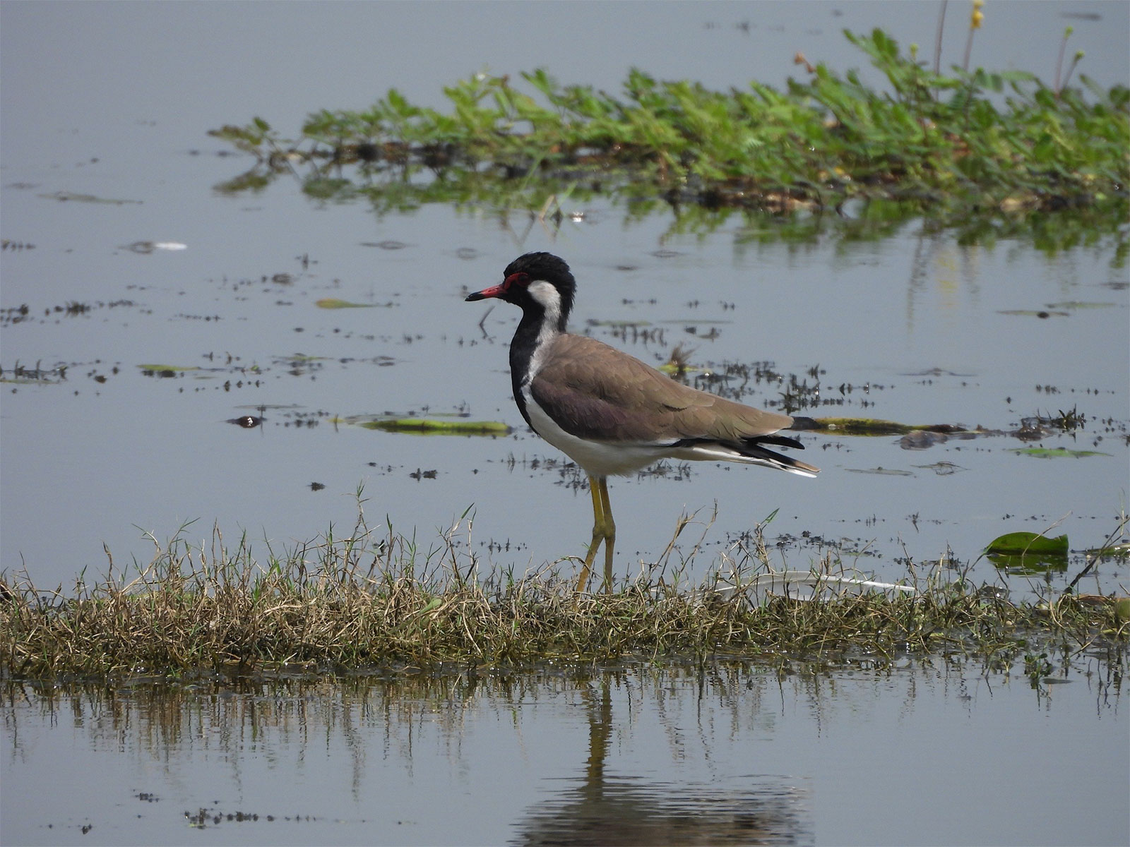 Jai Prakash Narayan Bird Sanctuary (Photo/X/ @narendramodi)