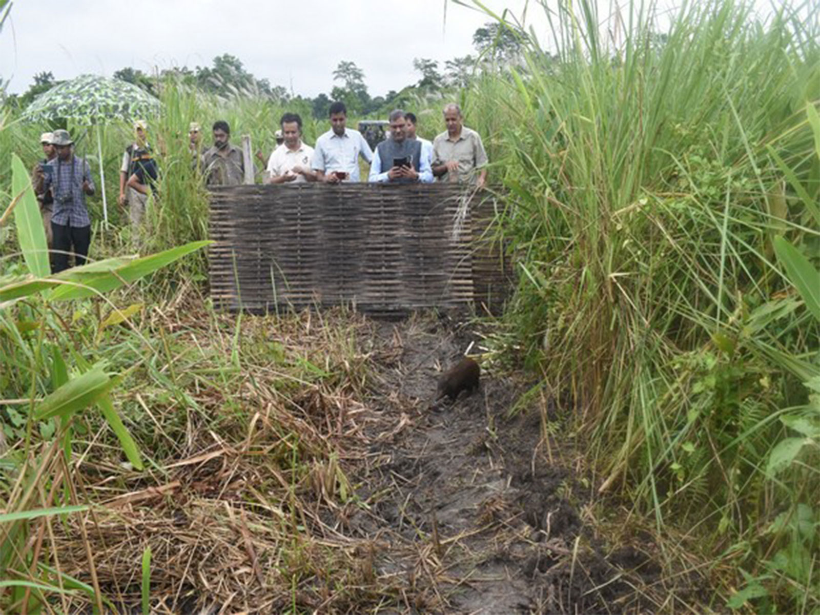 Captive-bred pygmy hogs released in the Manas National Park of Assam (File Photo/ANI) 