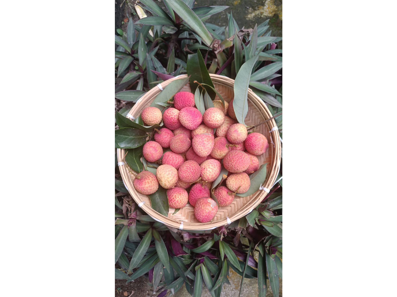 Assam's GI-tagged Tezpur litchi (Photo/X/ @PiyushGoyal)