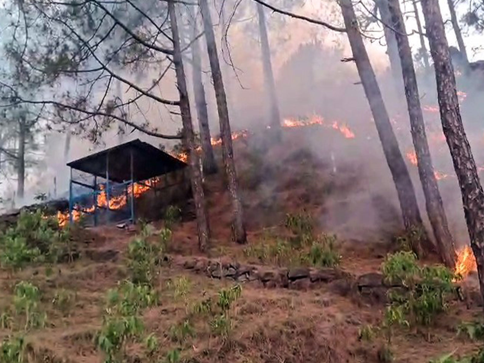 Rajouri (Jammu and Kashmir) forest fire ( Photo/ANI)