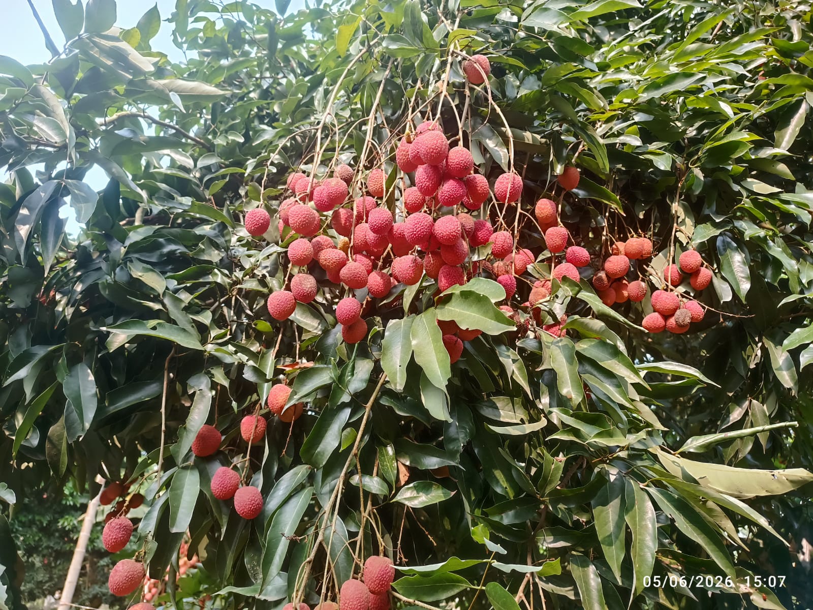 Tezpur Litchi (Photo/X@PiyushGoyal)