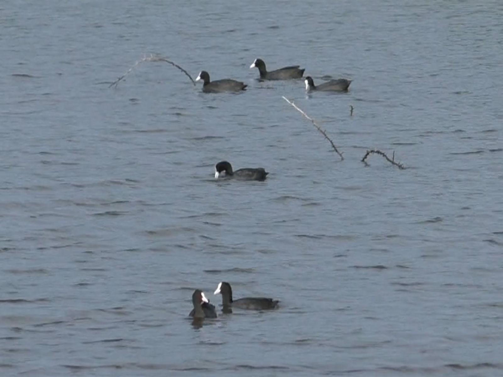 Common Coots in Thoothukudi wetlands (Photo/ANI)