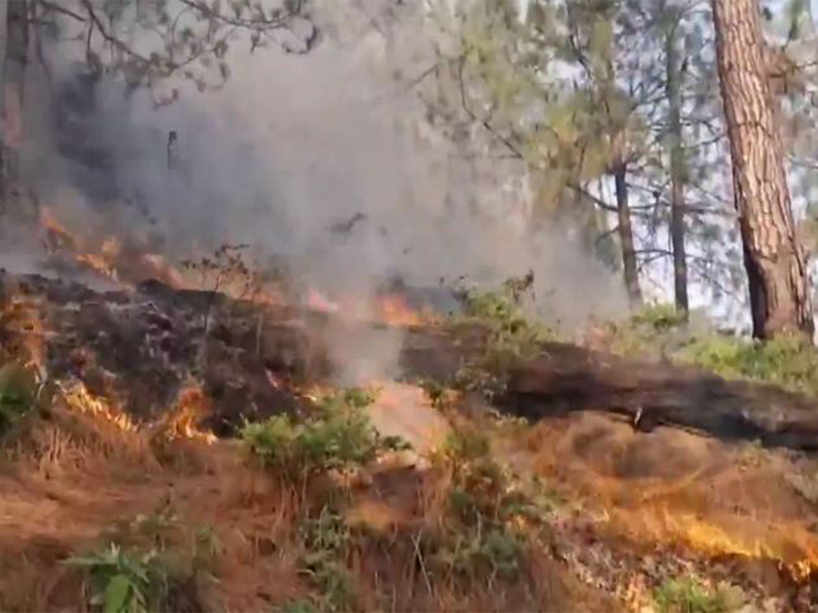 Forest fires break out in multiple locations across the Rajouri districts (Photo/ANI)