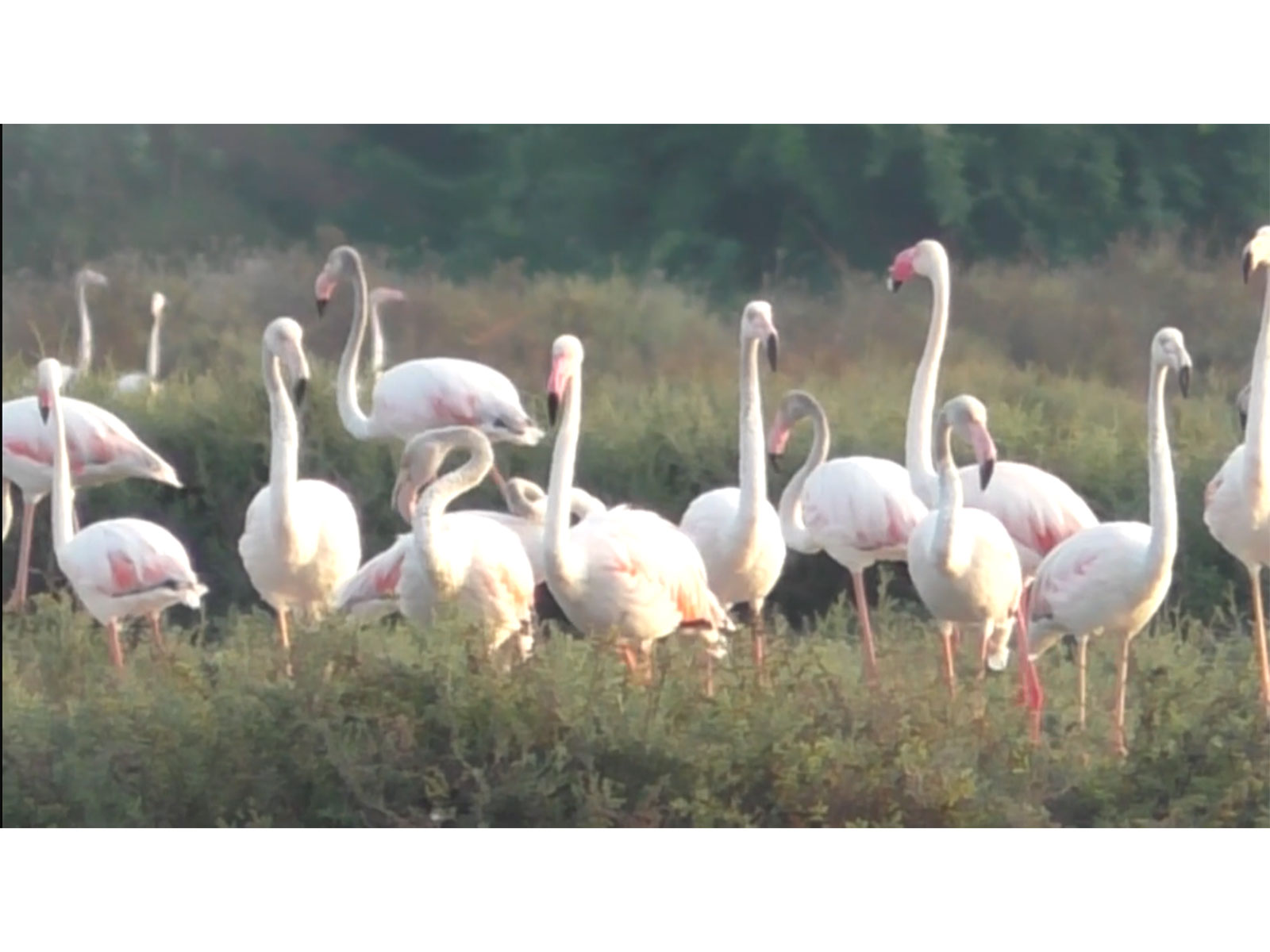 Flamingos in salt pans of Thoothukudi in Tamil Nadu, (Photo/ANI)