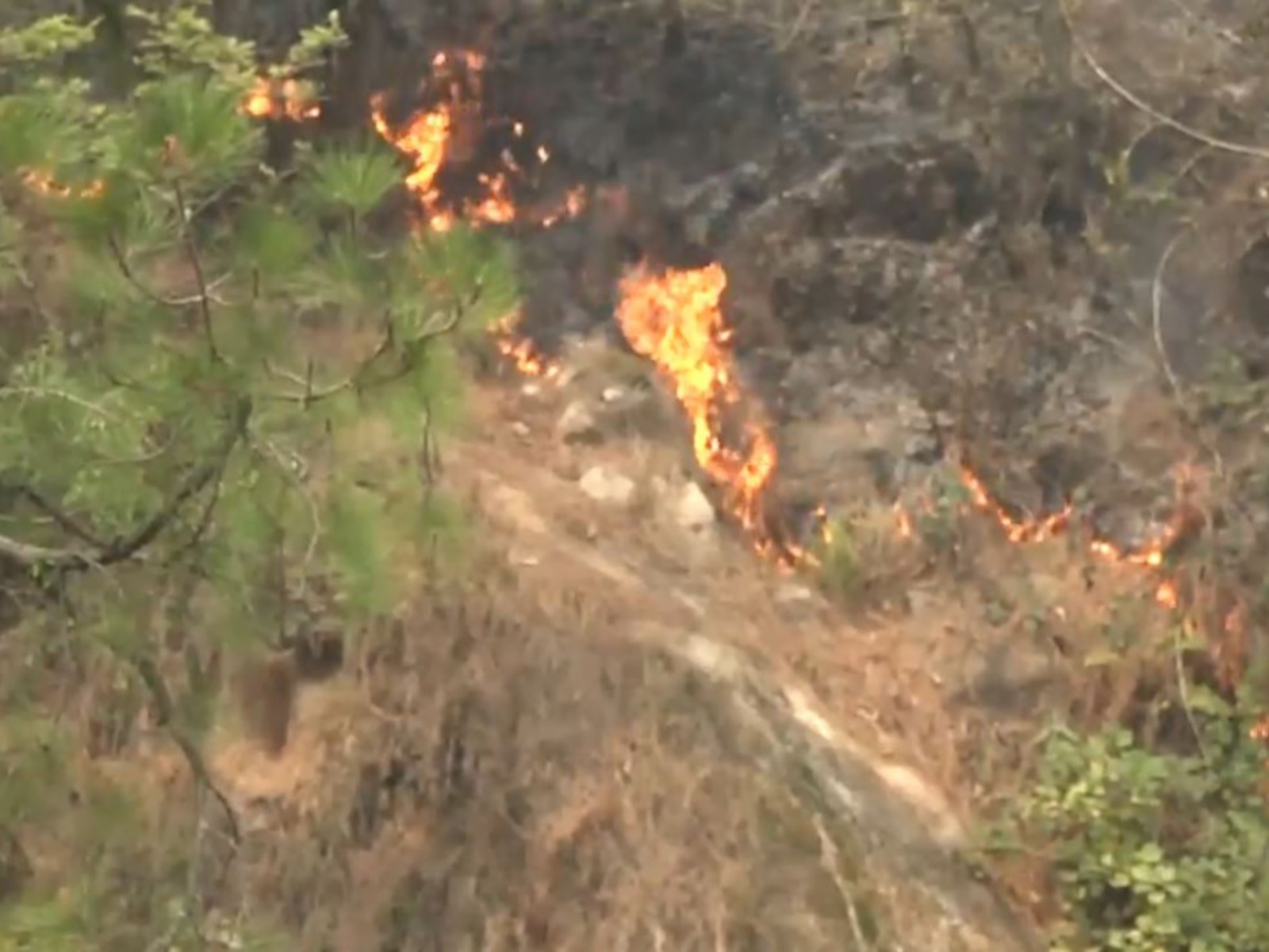 Forest fire broke out in the hills near Katra, JK (Photo/ANI)