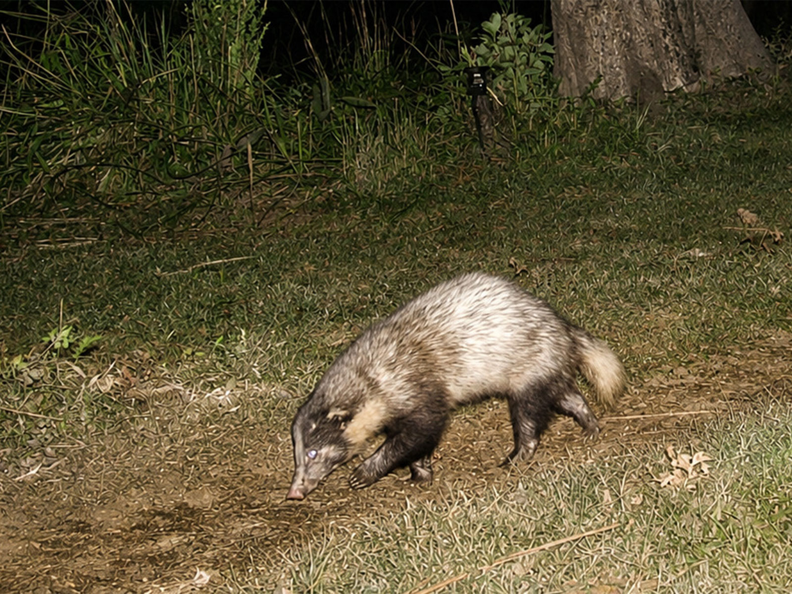 Hog Badger (Photo/ANI)