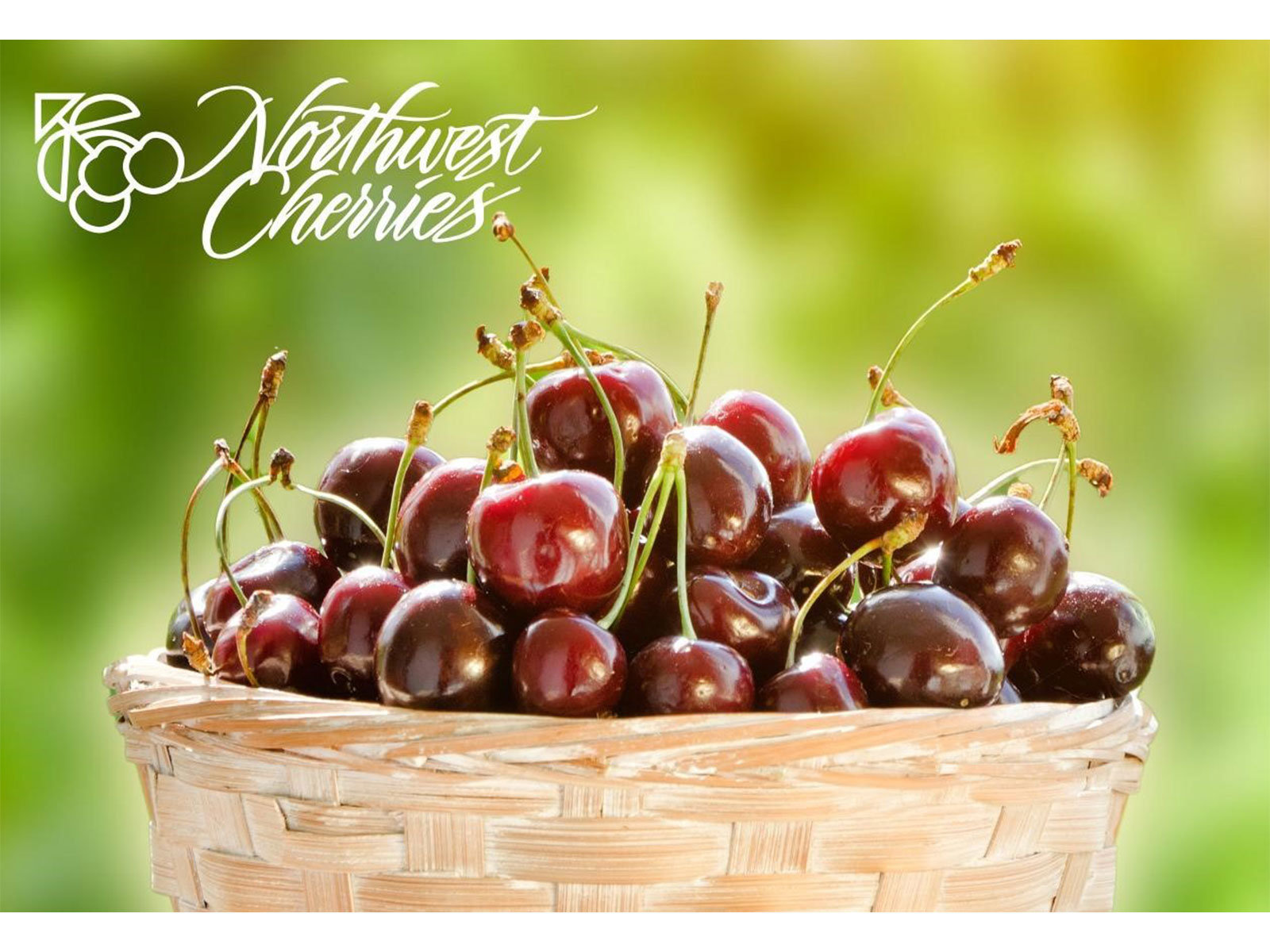 The new season of world famous cherries from the Pacific Northwest has arrived in India