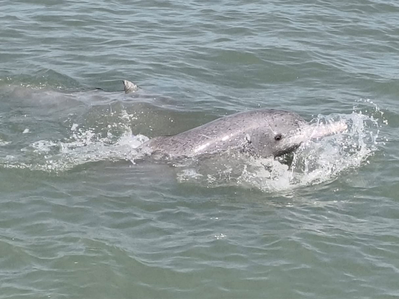 Gujarat emerges as a key contributor to Dolphin Conservation (Photo/Gujarat CMO)