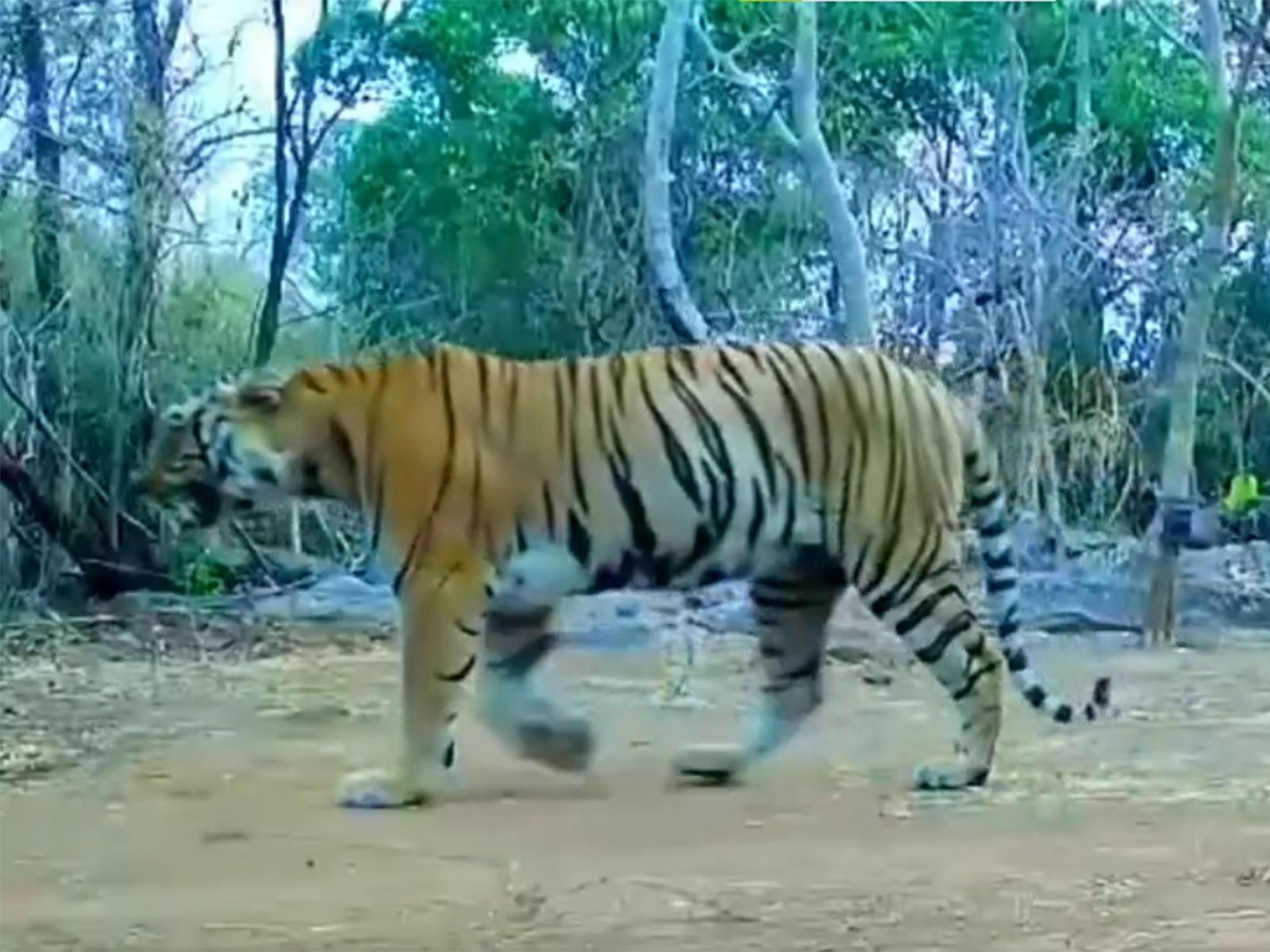 Tigress spotted in Udanti-Sitanadi Tiger Reserve after 8 years (Photo/ForestDepartment)