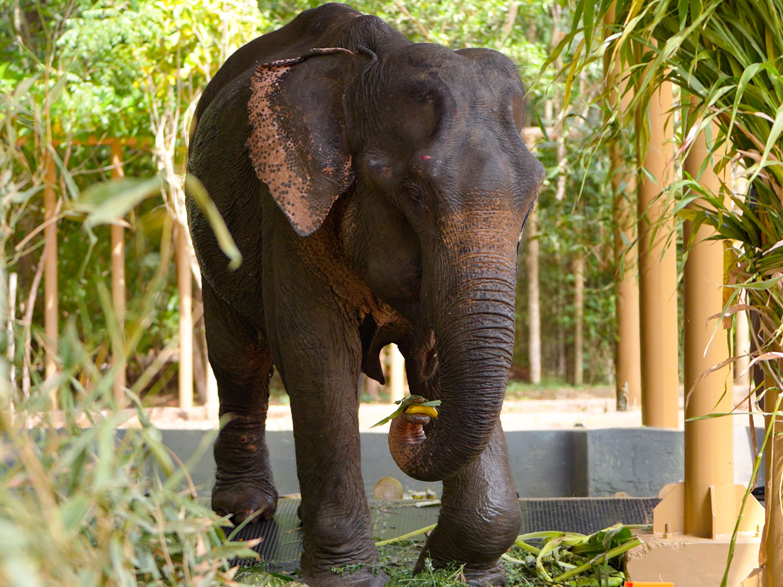 Eelphant Maniki (Image source: Vantara)