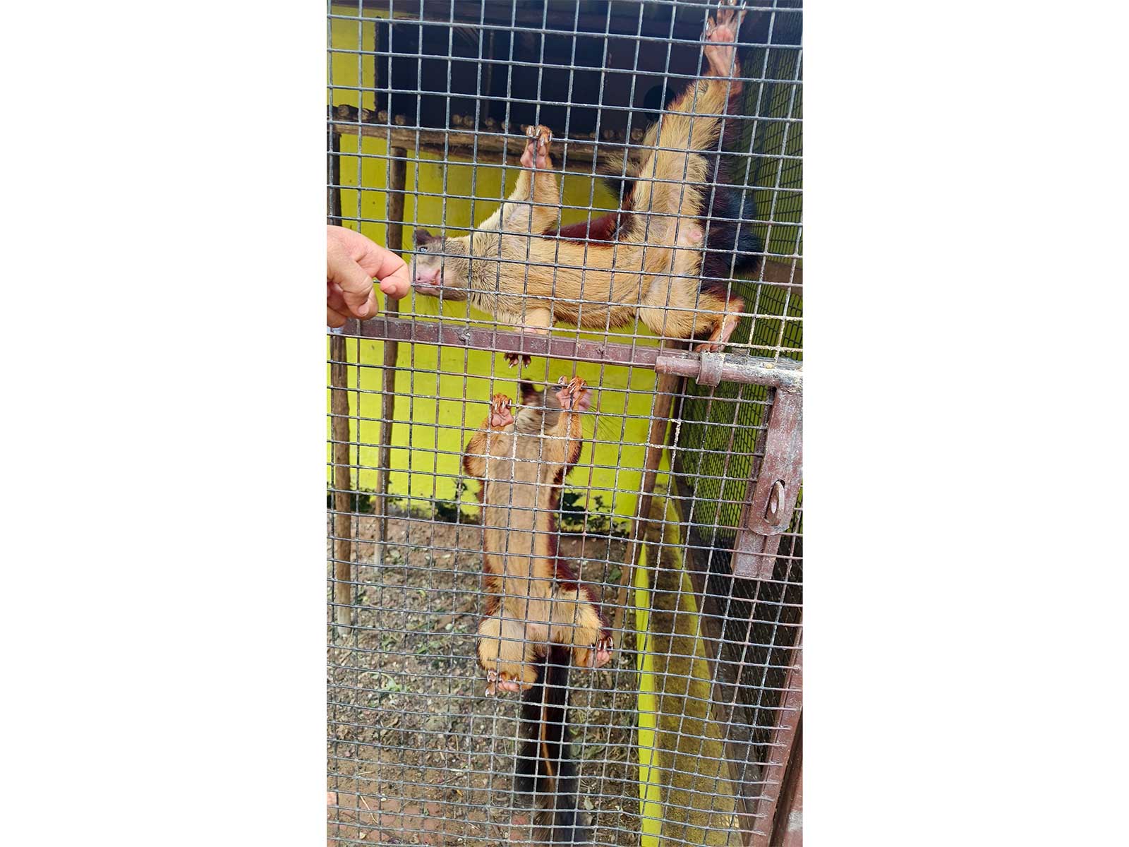 Giant squirrel found during operation (Photo/Ministry of Finance)