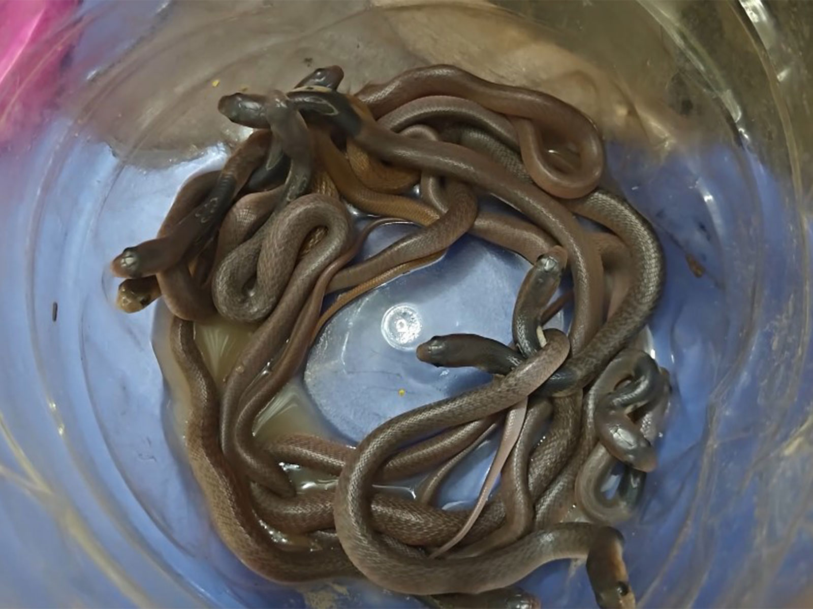 Rescued baby cobras (Photo/ANI) 