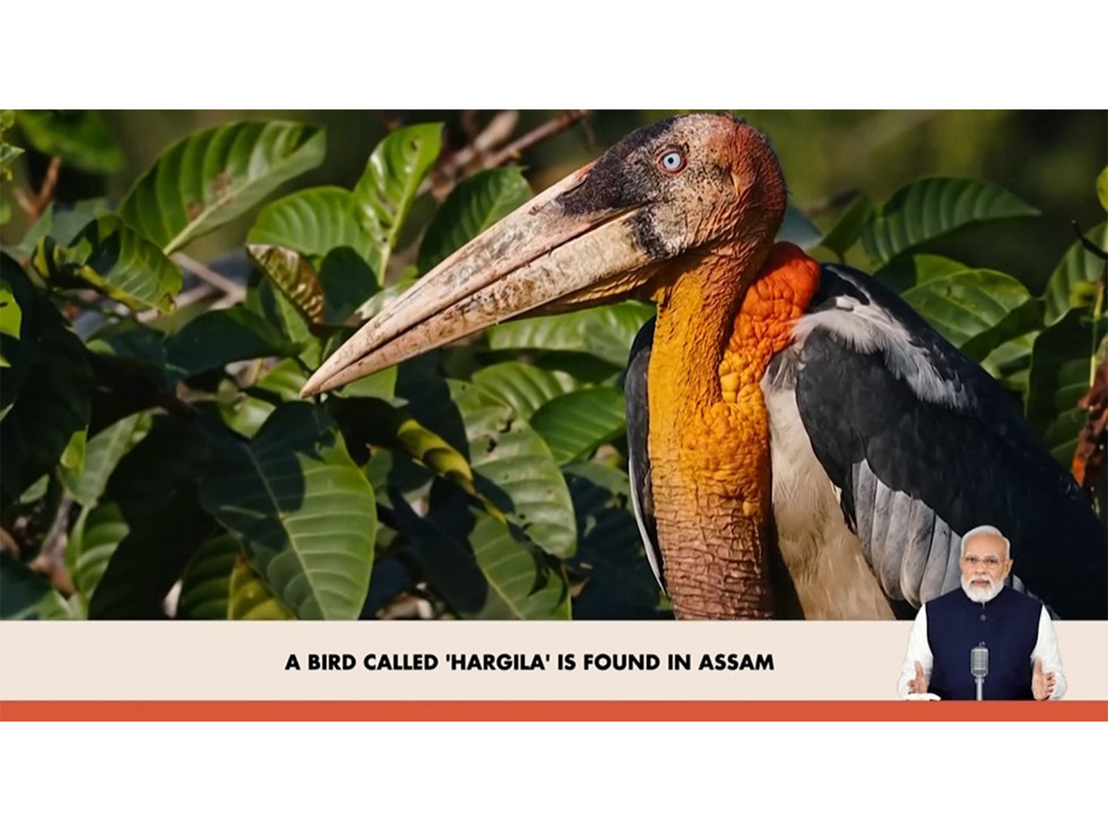 A rare bird is found in Assam known as the 'Hargila' (Photo/X@narendramodi)