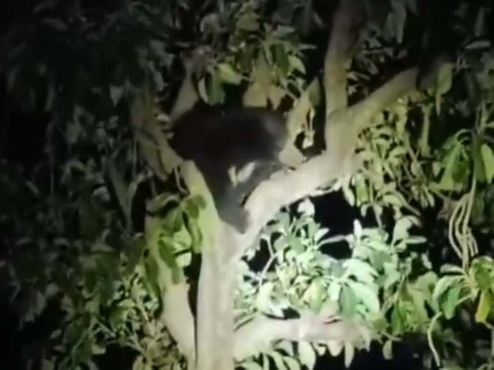 Bear in theKhalid Bin Walid Nagar in Buldhana (Photo/ANI)