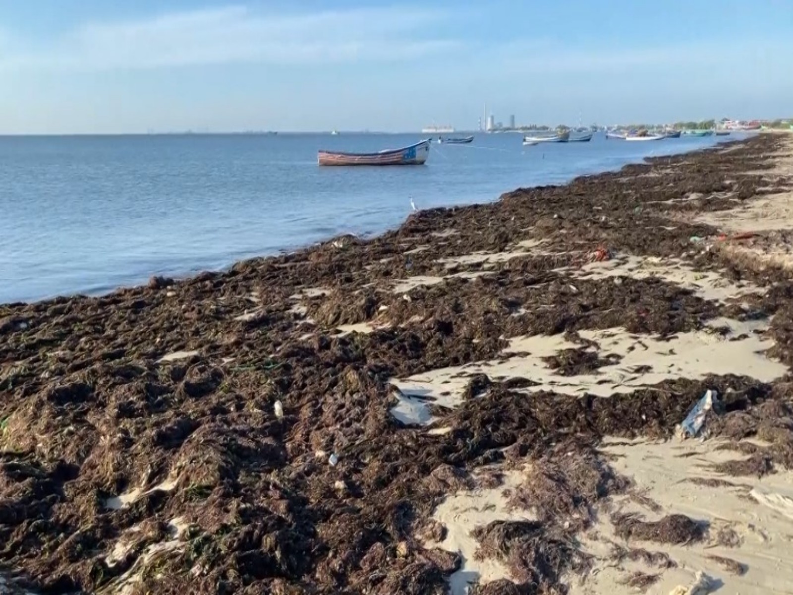 Seaweed washed along the eastern coastal areas of Thoothukudi (Photo/ANI)