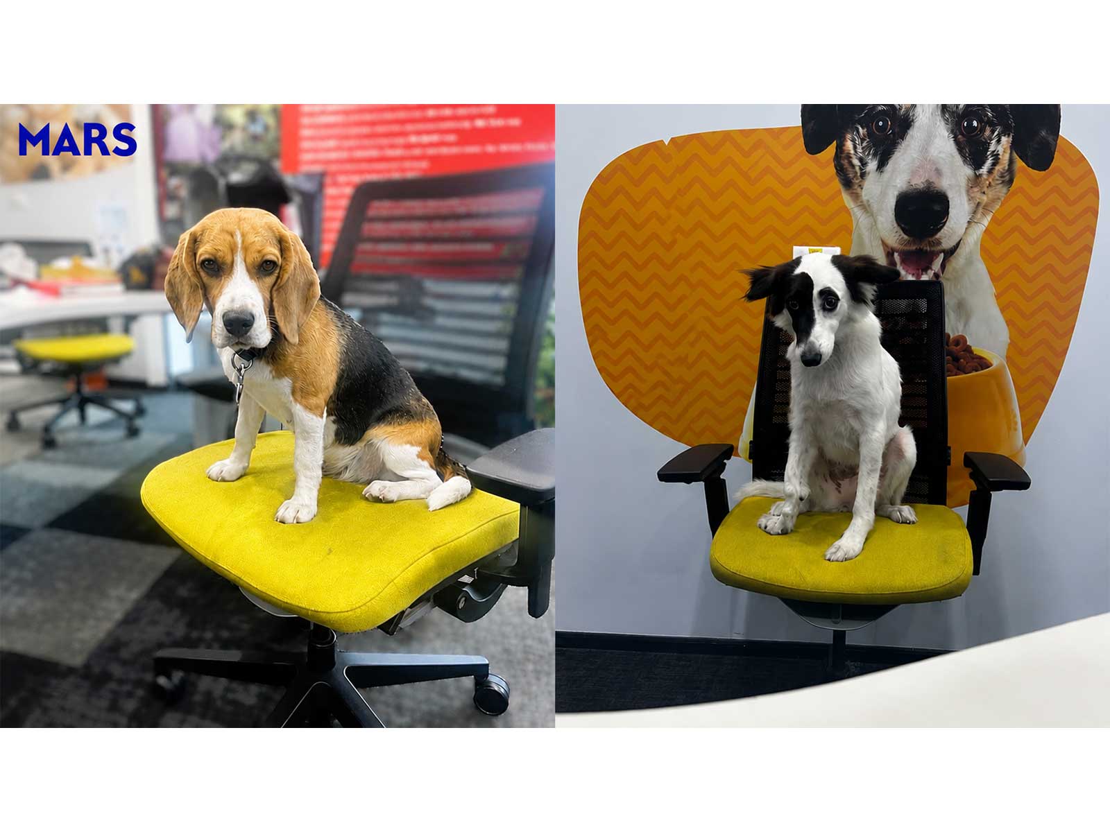 Maya and Mia, Mars Pet Nutrition India's two adopted pet associates