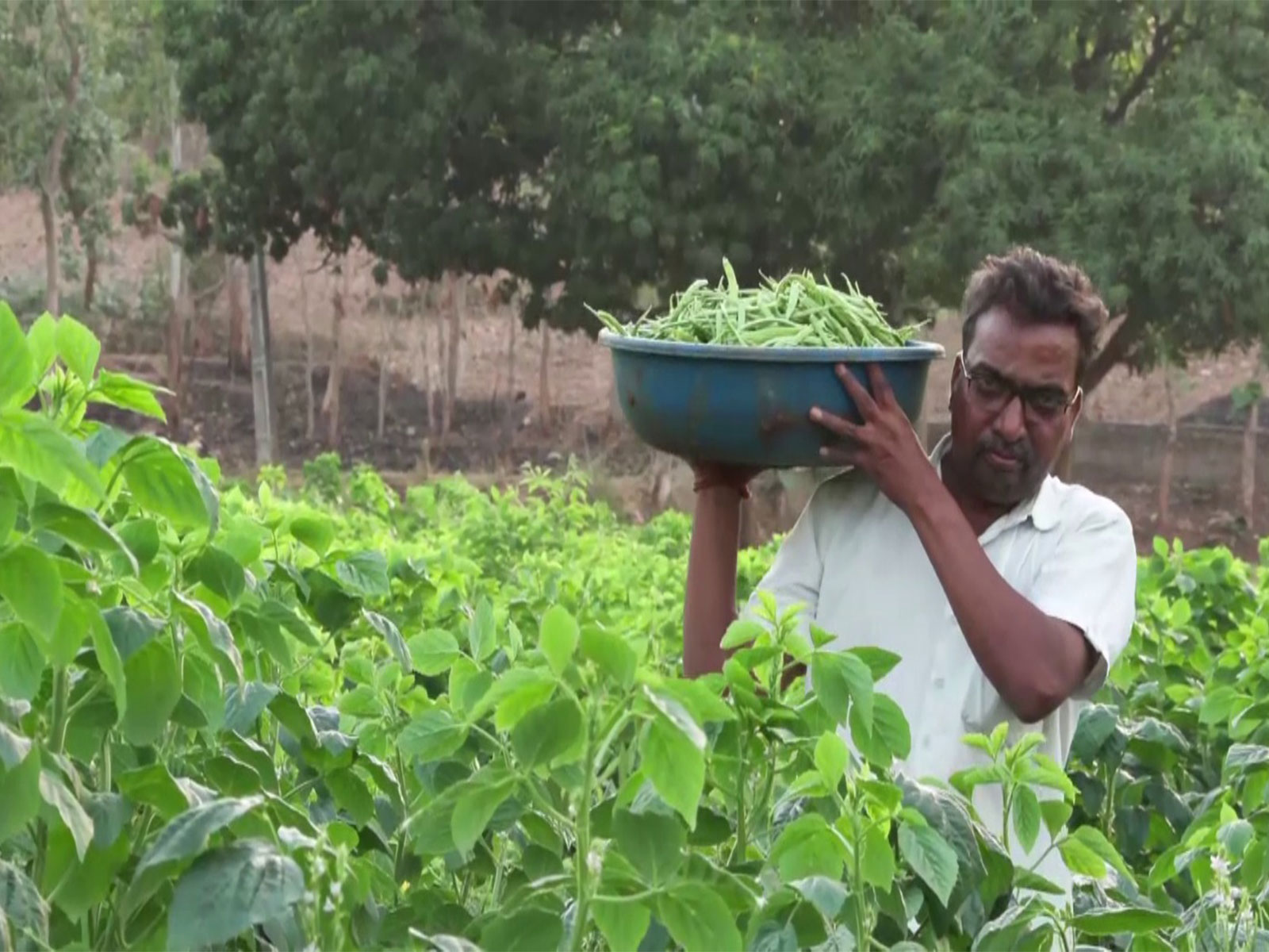 Gujarat farmer practising natural farming techniques (Photo/ANI)