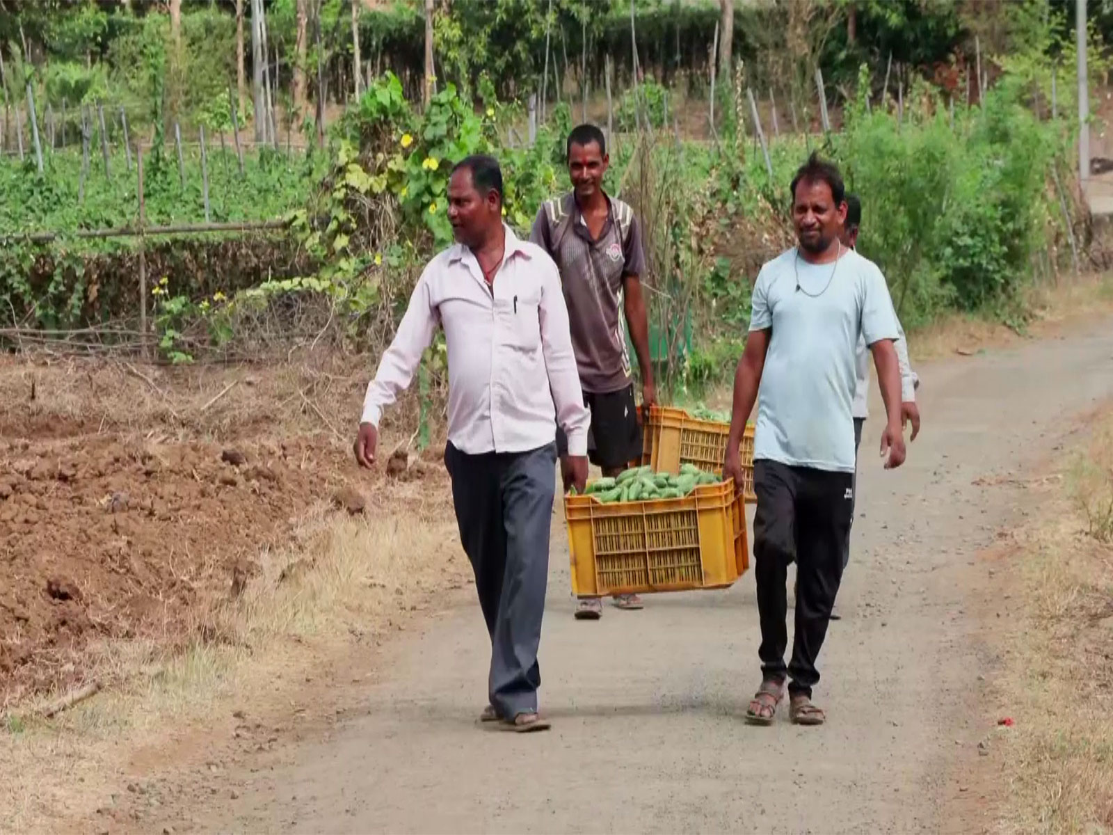 Gujarat's Mandap Scheme boosts vegetable farming, strengthens tribal livelihoods in Valsad (Photo/ANI)