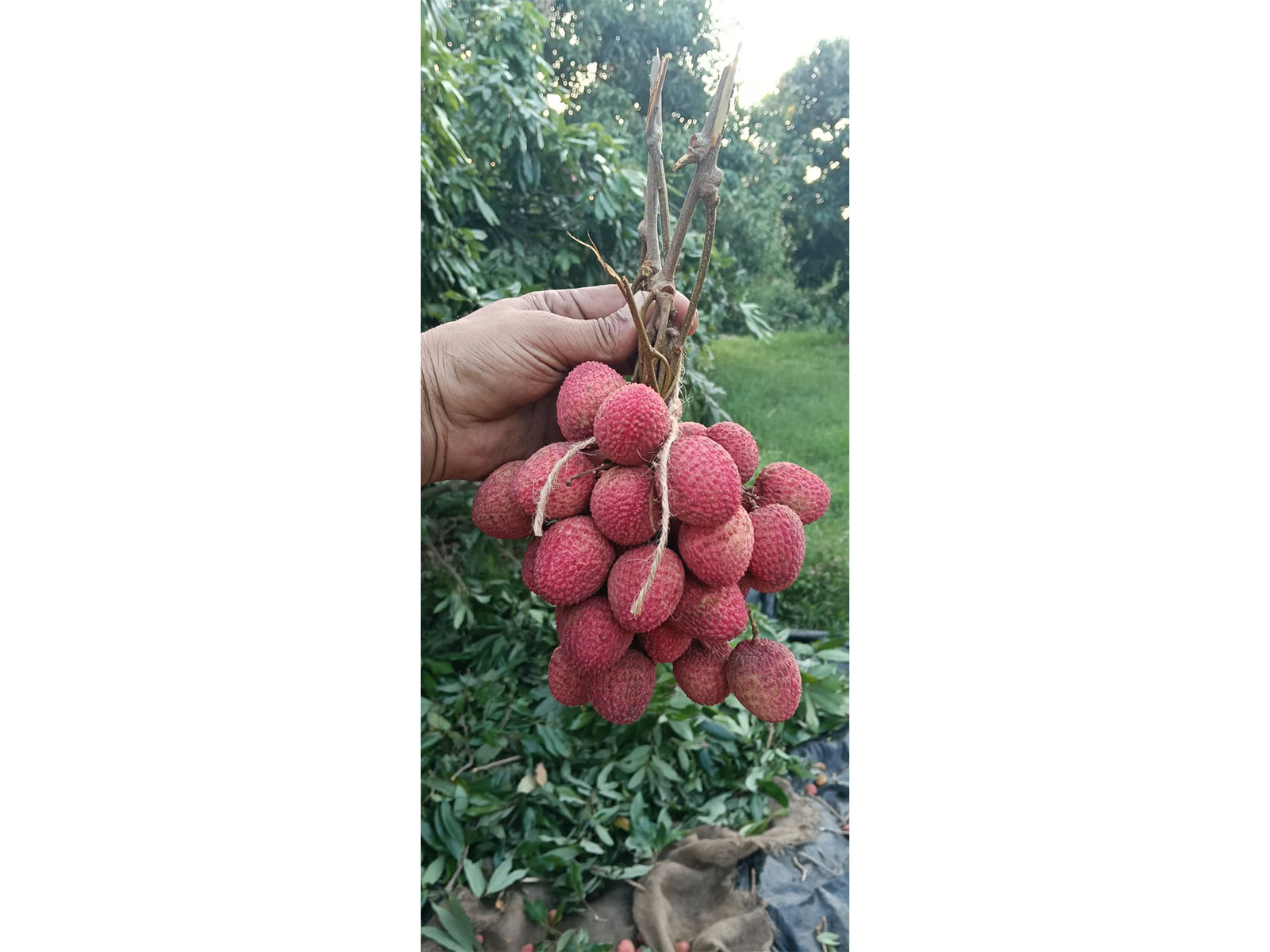 Fresh litchis of Ummat Agri Allied Cooperative Society, Hoshiarpur exported to Oman  (Photo/@PiyushGoyal)