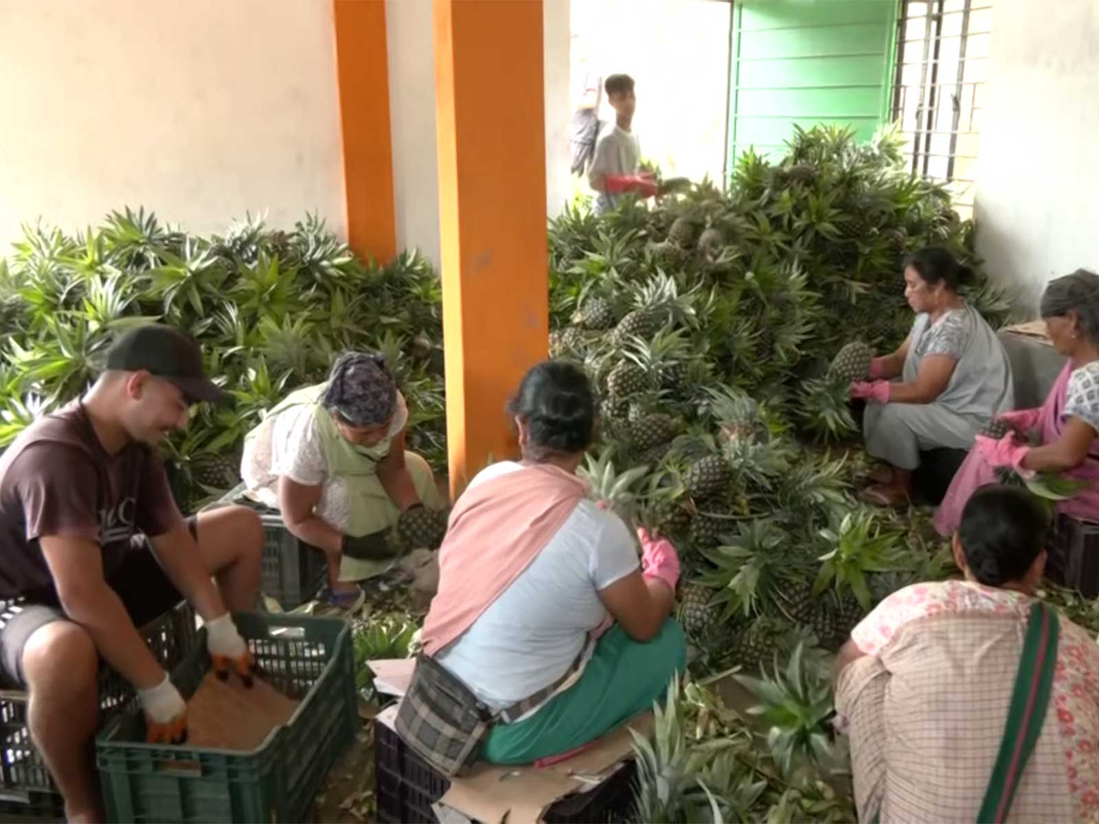 Women farmers of the Jirang FPC sort GI-tagged pineapples in Meghalaya (Photo/ANI)