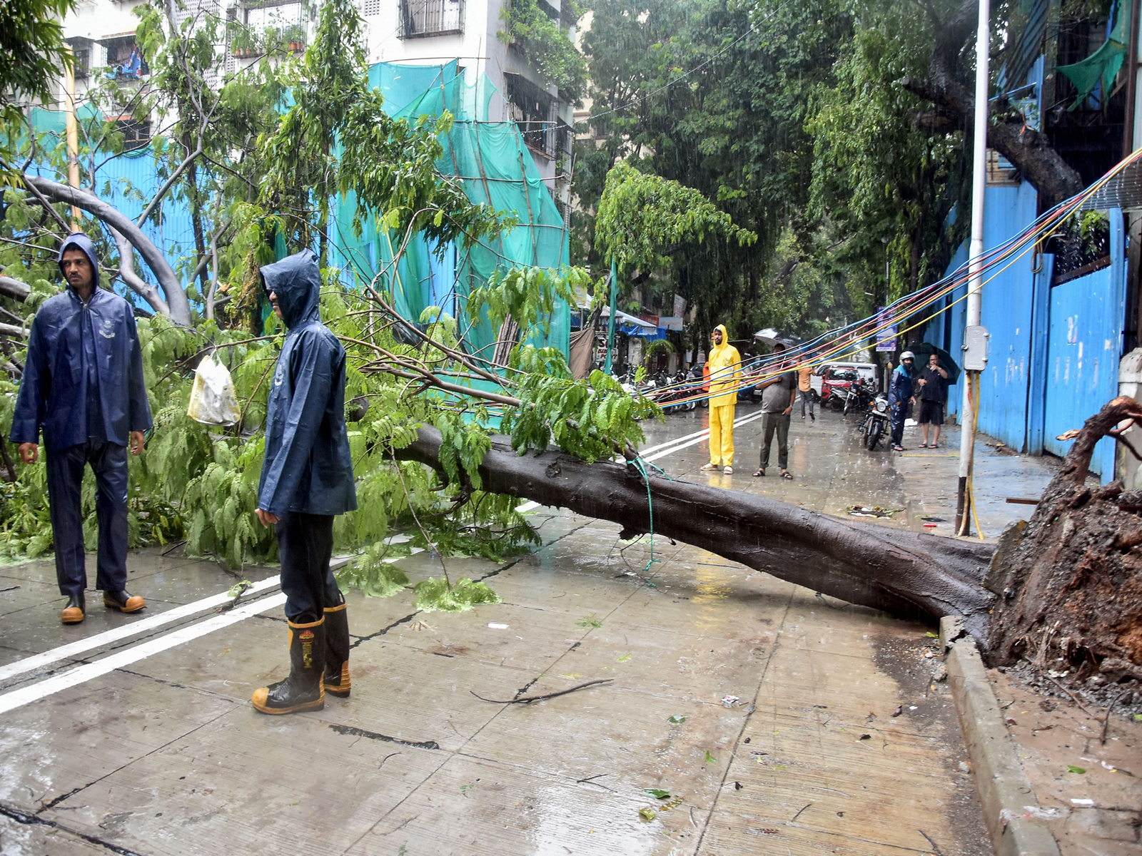Heavy rain uproots massive tree, disrupts traffic in Mumbai's Dadar area (Photo/ANI)
