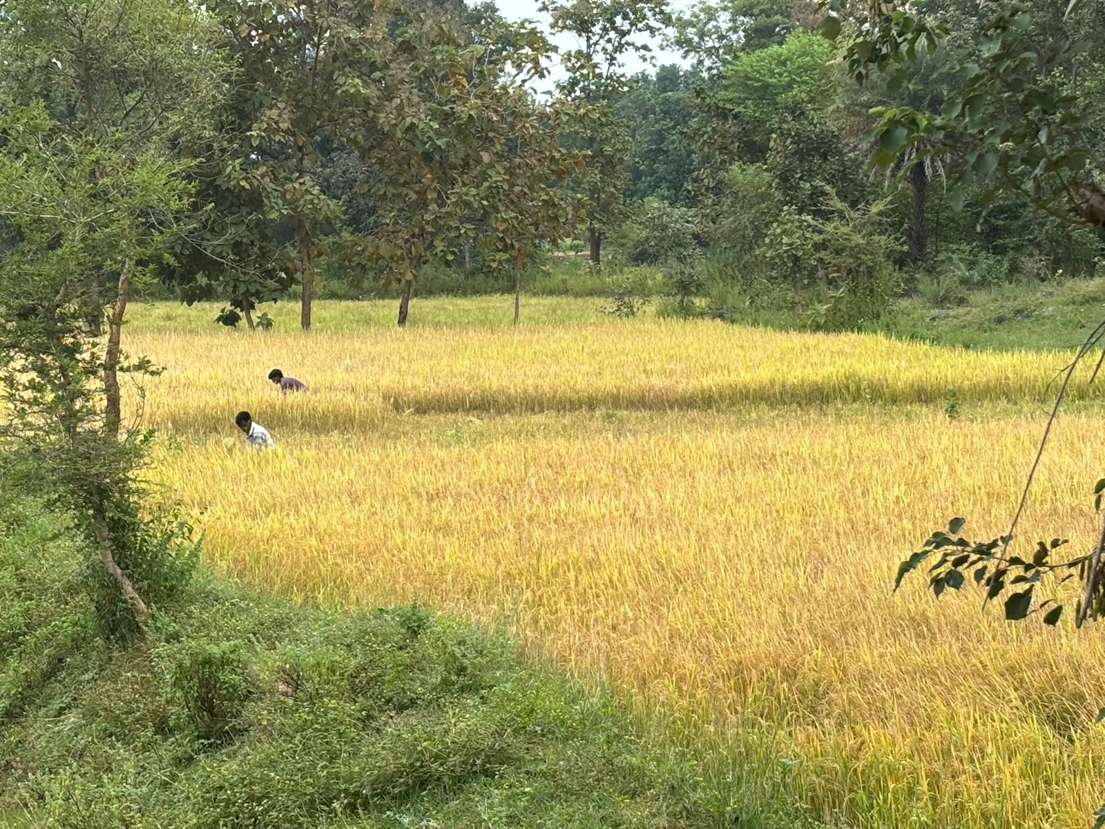 LongStraw Carbon Brings Climate Action and Rural Employment Together in Odisha's Tribal Heartland