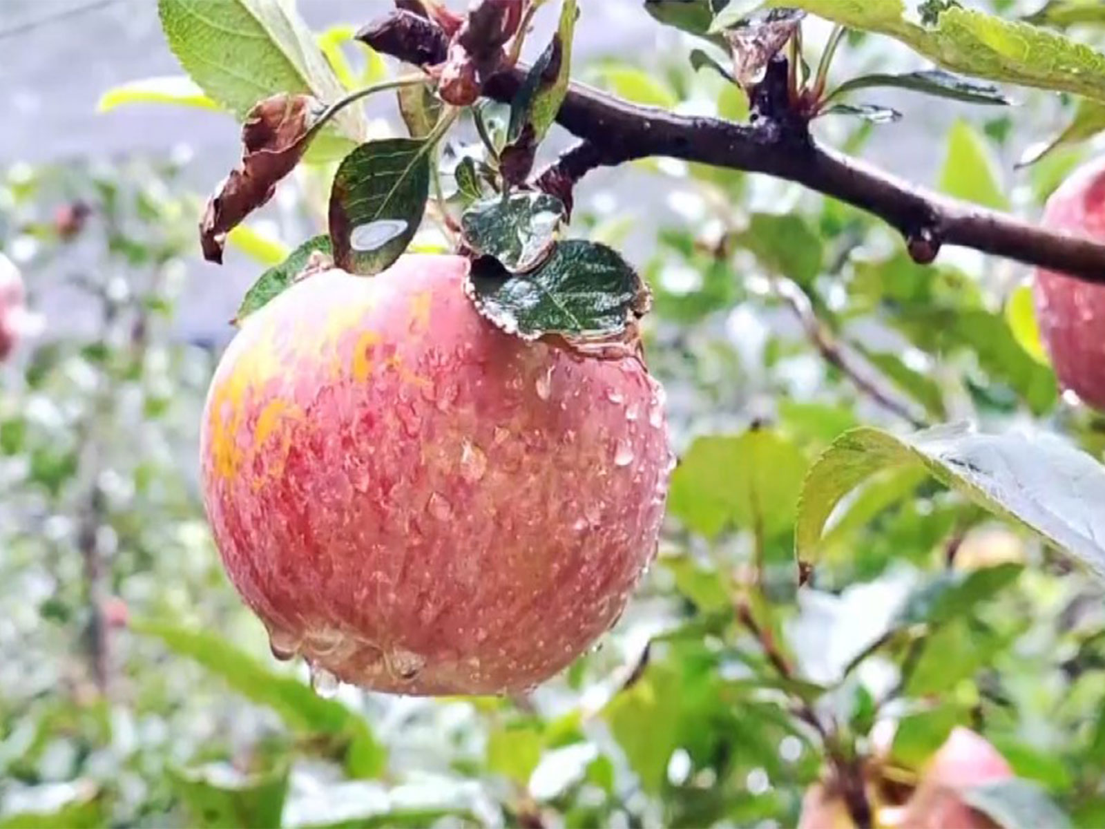 Apples from the orchard (Photo/ANI)