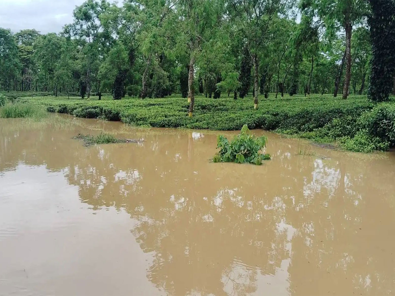 Tea-growing areas in Nazira Sub-Division in Sivasagar in Assam after floods (Photo/Tea Association of India)