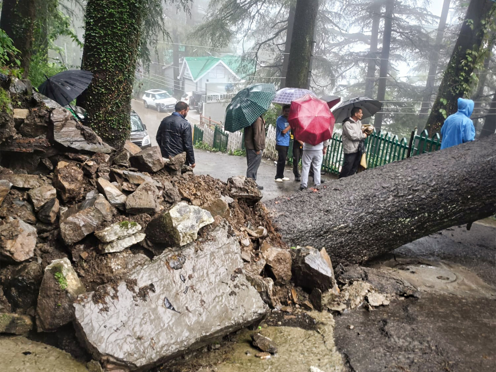 Earlier visual of uprooted tree blocking the Banmore road following a heavy rainfall in Shimla (Photo/ANI)