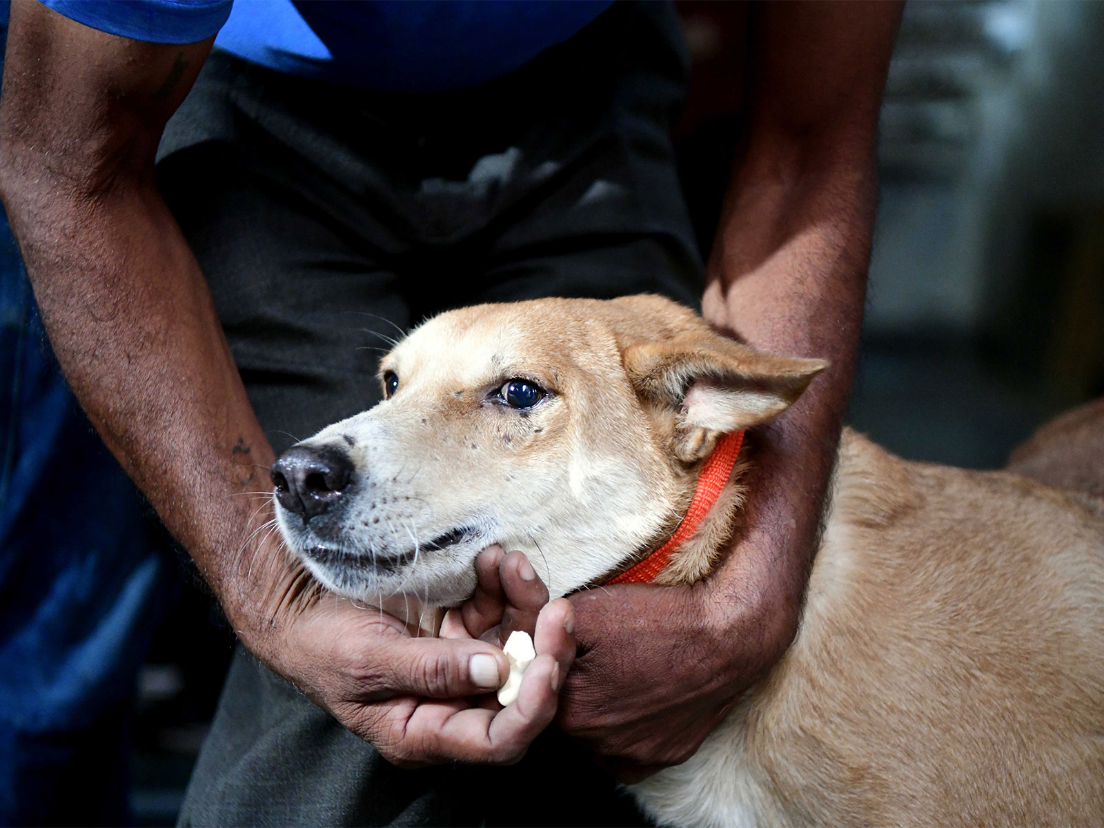 Stray Dog (File Photo/ANI)