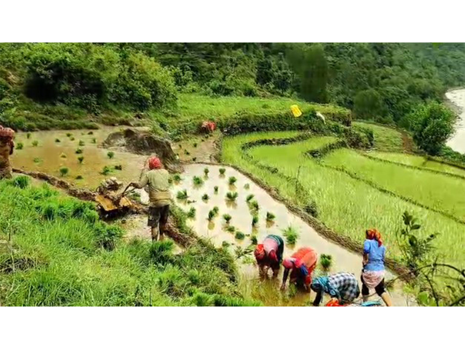 Paddy transplantation in full swing across Uttarakhand's Rudraprayag district (Photo/ANI)