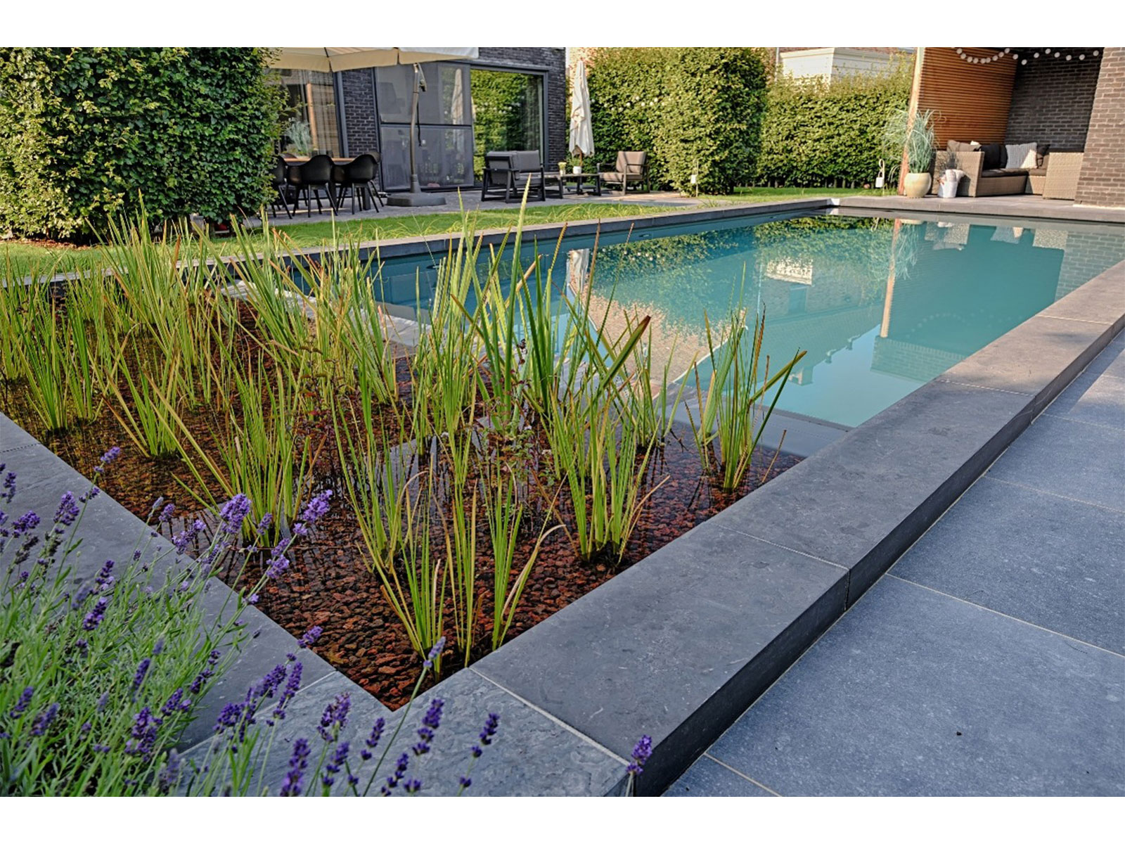 Seamless integration of natural aquatic filtration and modern landscape architecture. EcoScapes and Fluidra India redefining sustainable pool design