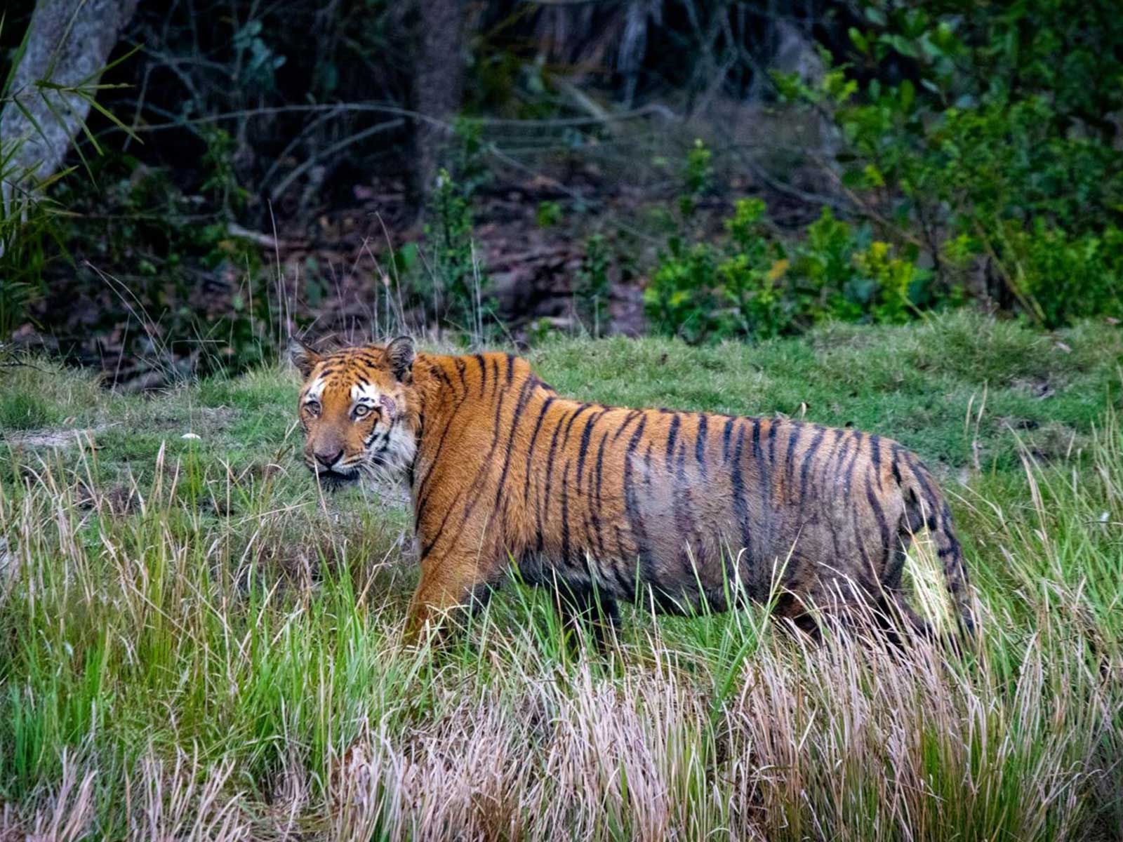 A Tiger in the wild (Photo X/Narendra Modi)