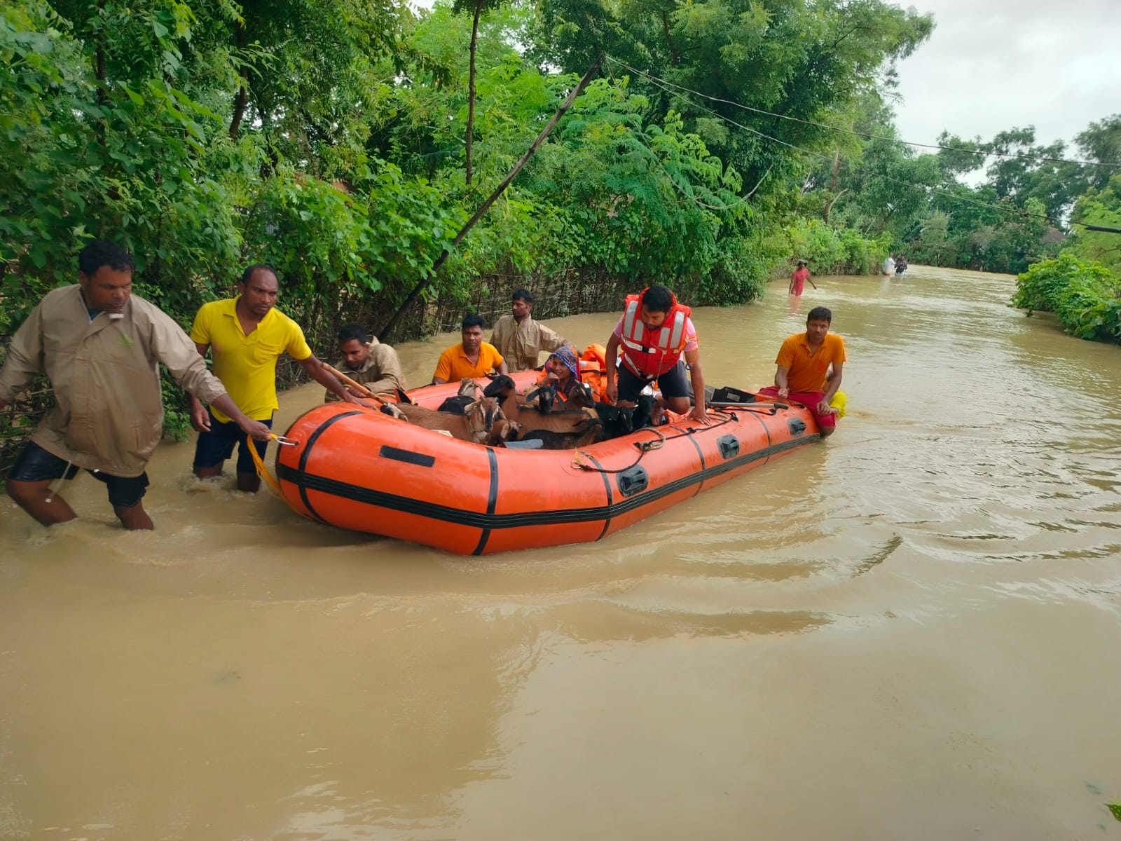 ODRAF and NDRF teams engage in safe evacuation of livestock (Photo/ANI)