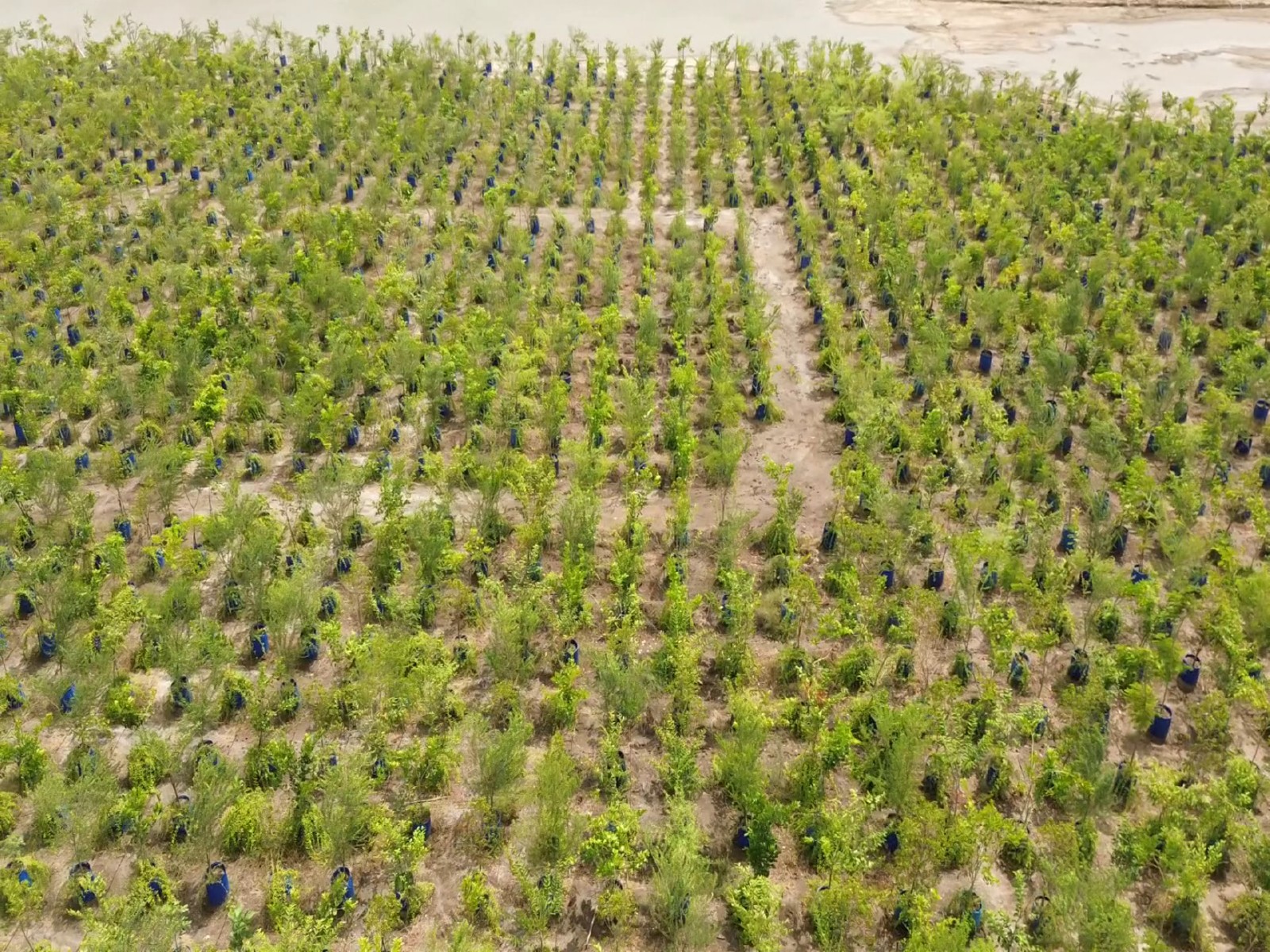 Gujarat's Dholera Green Revolution (Photo/ANI)