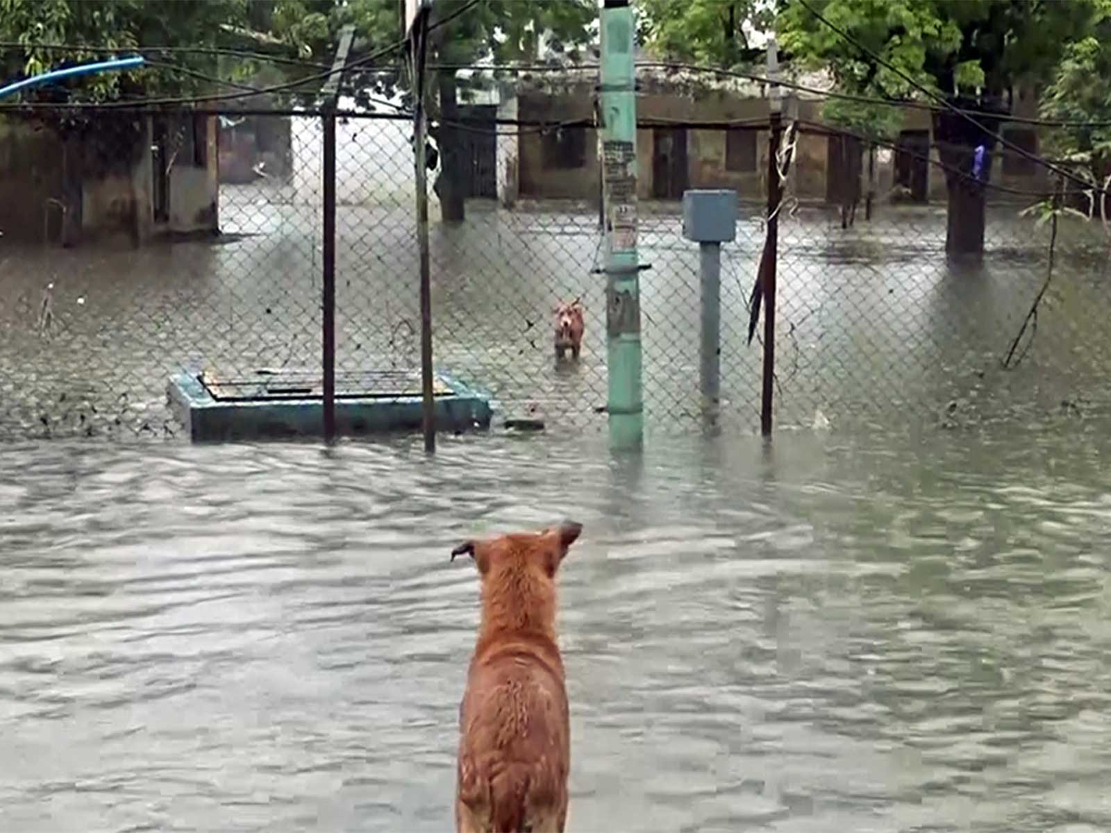 A view of waterlogged area in Surat (Photo/ANI)