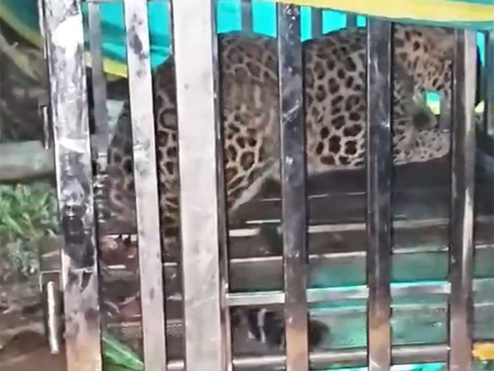 Leopard captured by the forest department (Photo/ANI)