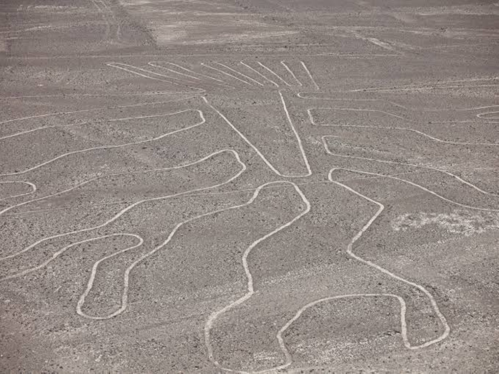 A drone view of a tree-shaped geoglyph at the Nazca Lines archaeological site in Nazca, Peru. (Photo/Reuters)