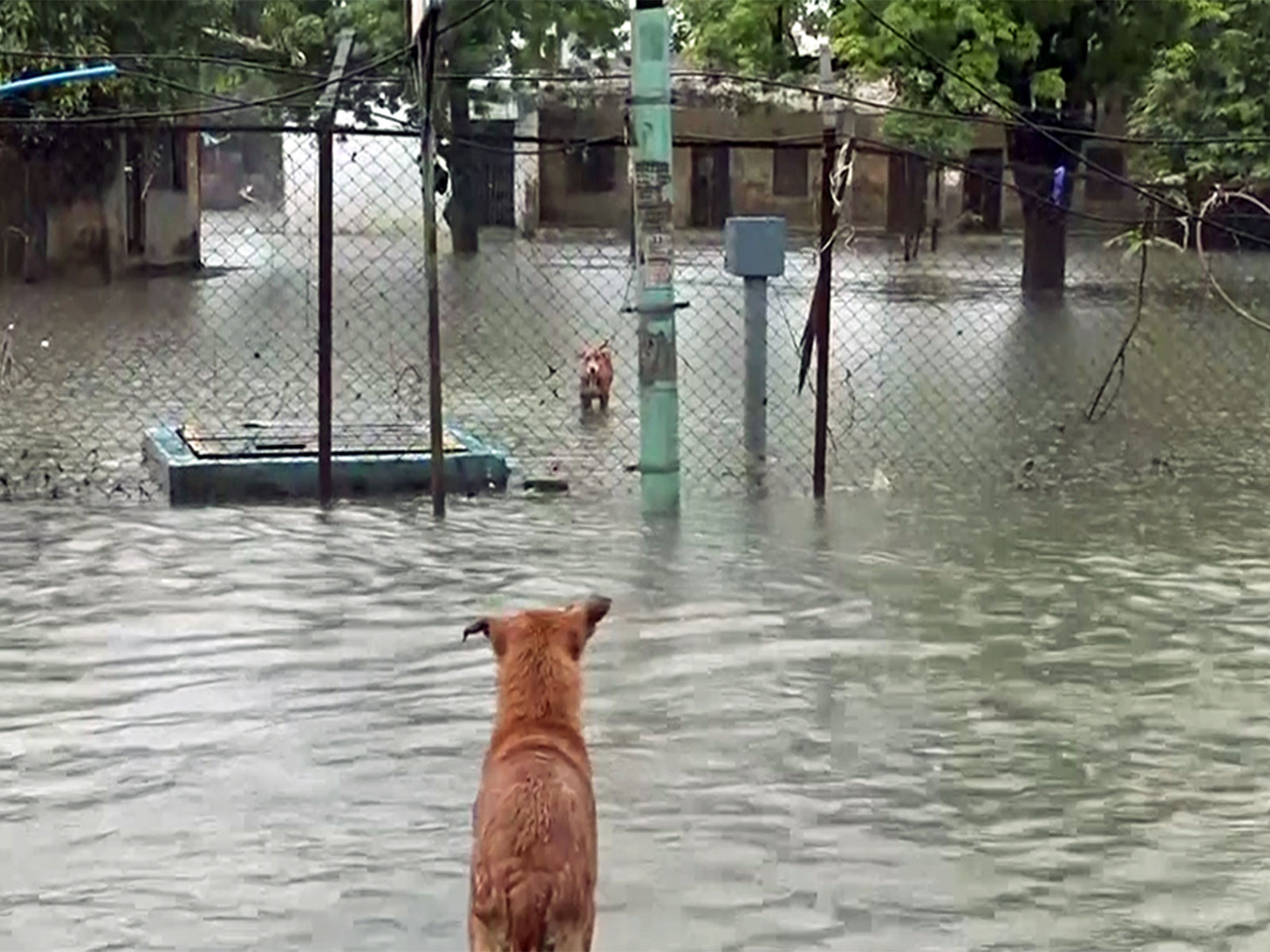 Visual from Gujarat after heavy rainfall (Photo/ANI)