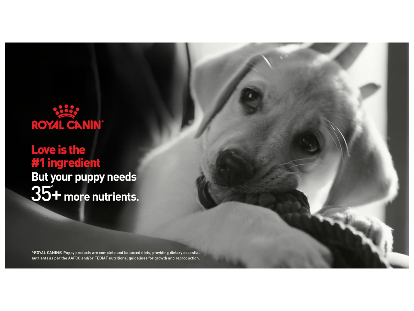 Royal Canin urges pet owners to look beyond home-cooked meals with the launch of their new brand campaign
