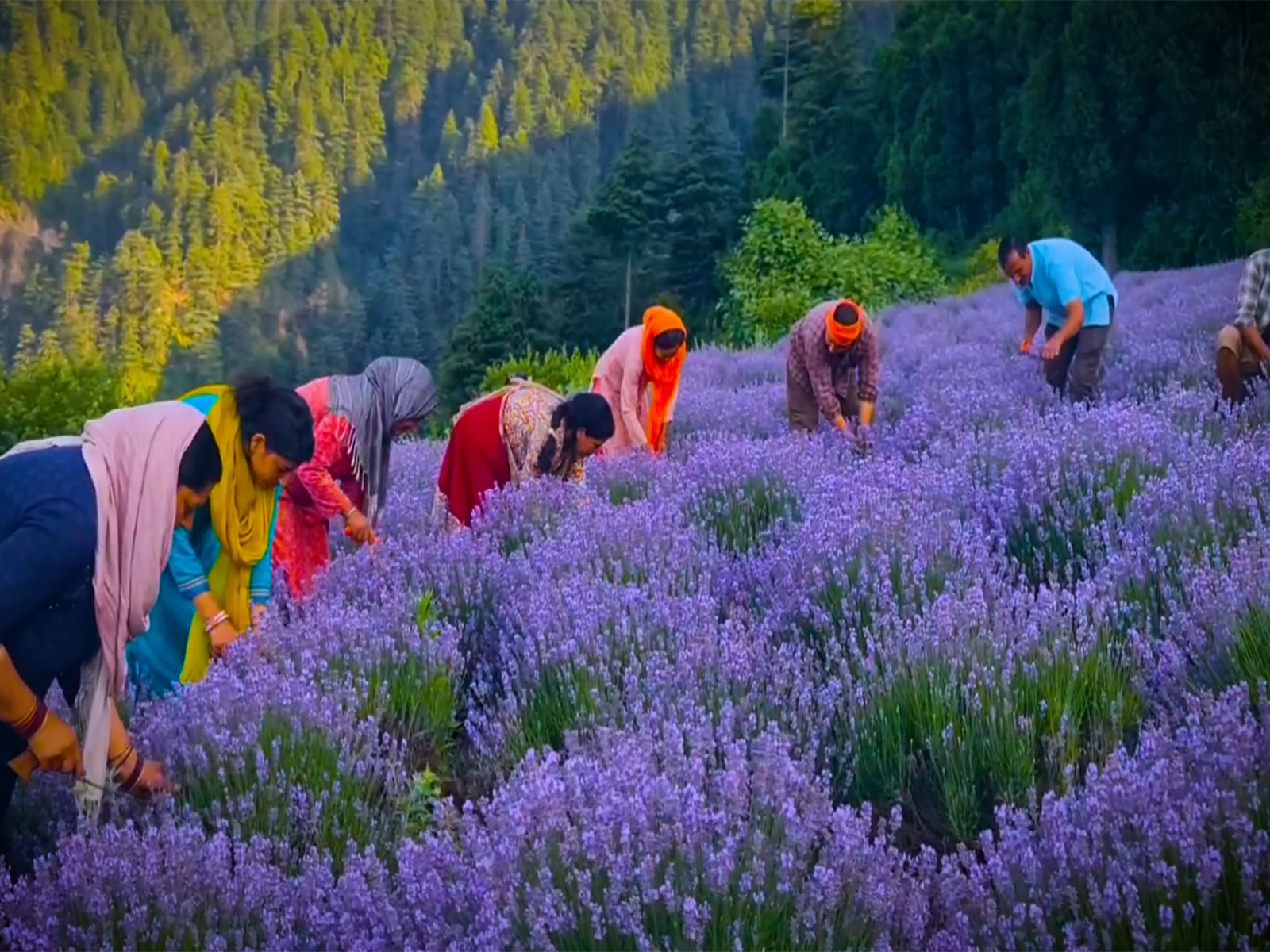Horticulture remains one of the strongest pillars of the Union Territory's economy (Photo/ANI)